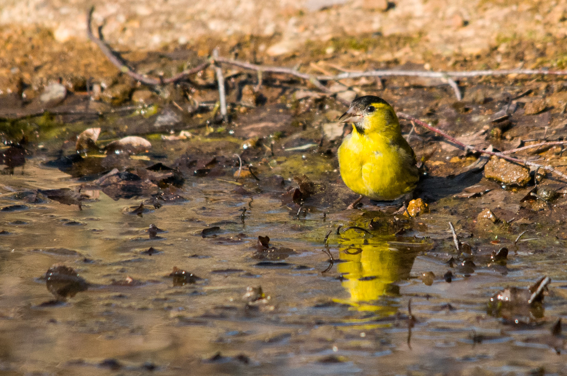Siskin at Sandy RSPB Reserve
