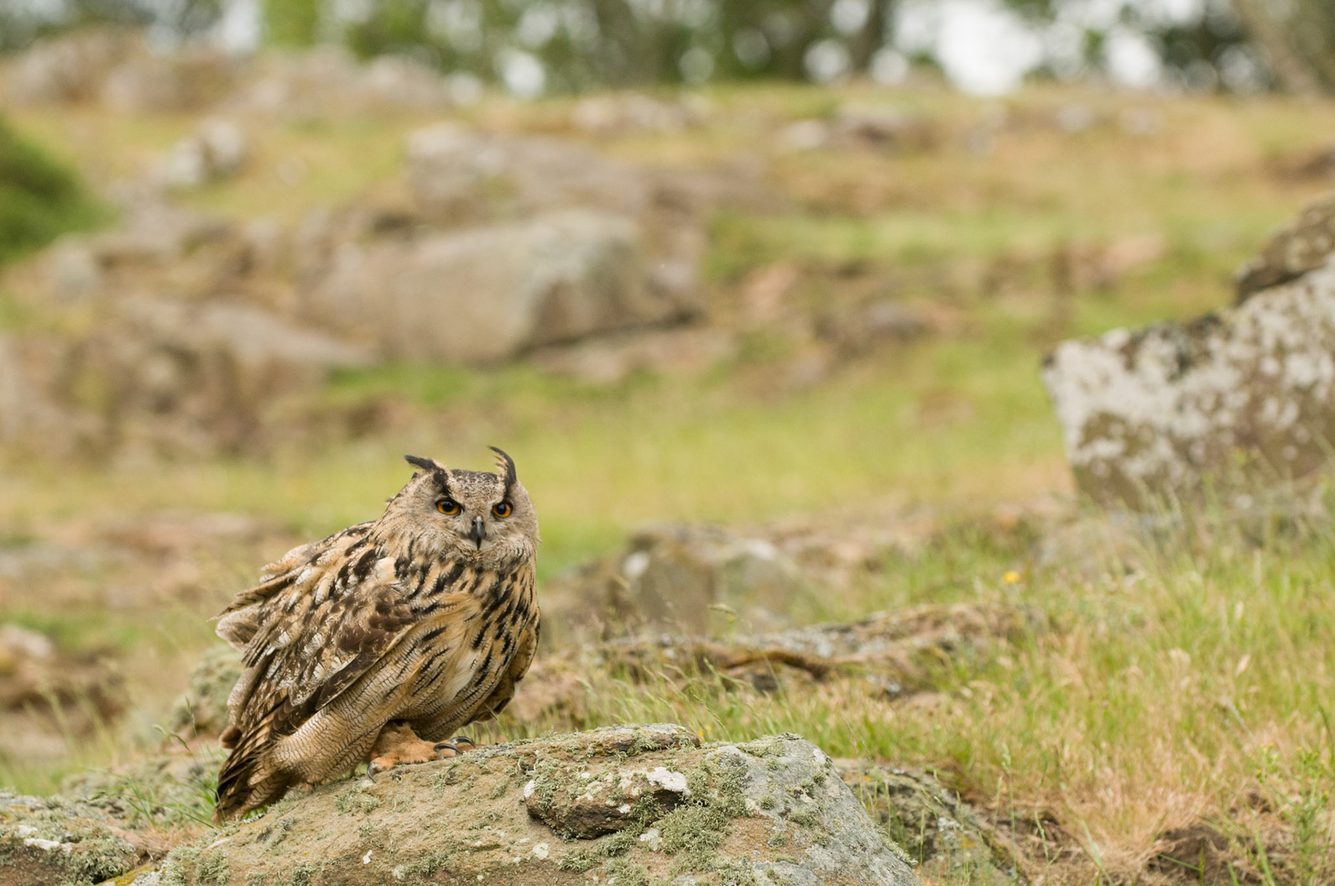 European Eagle Owl with falconer in Bamburgh