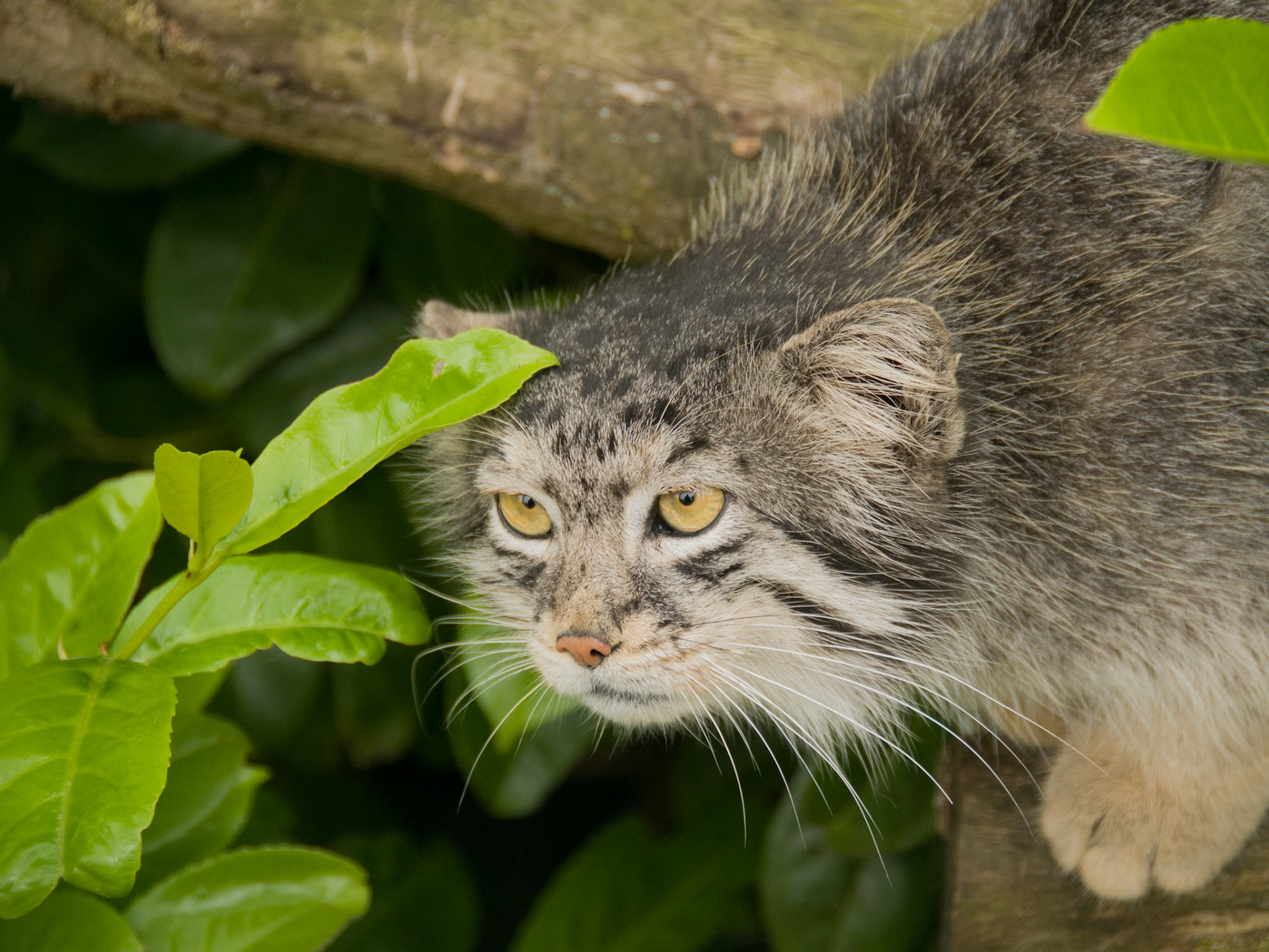 Pallas Cat at Wildlife Heritage Foundation