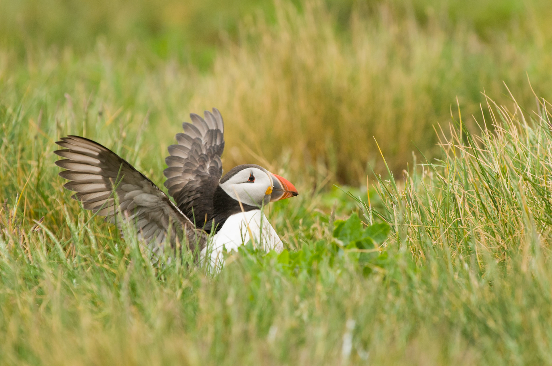 Puffin on Staple Island
