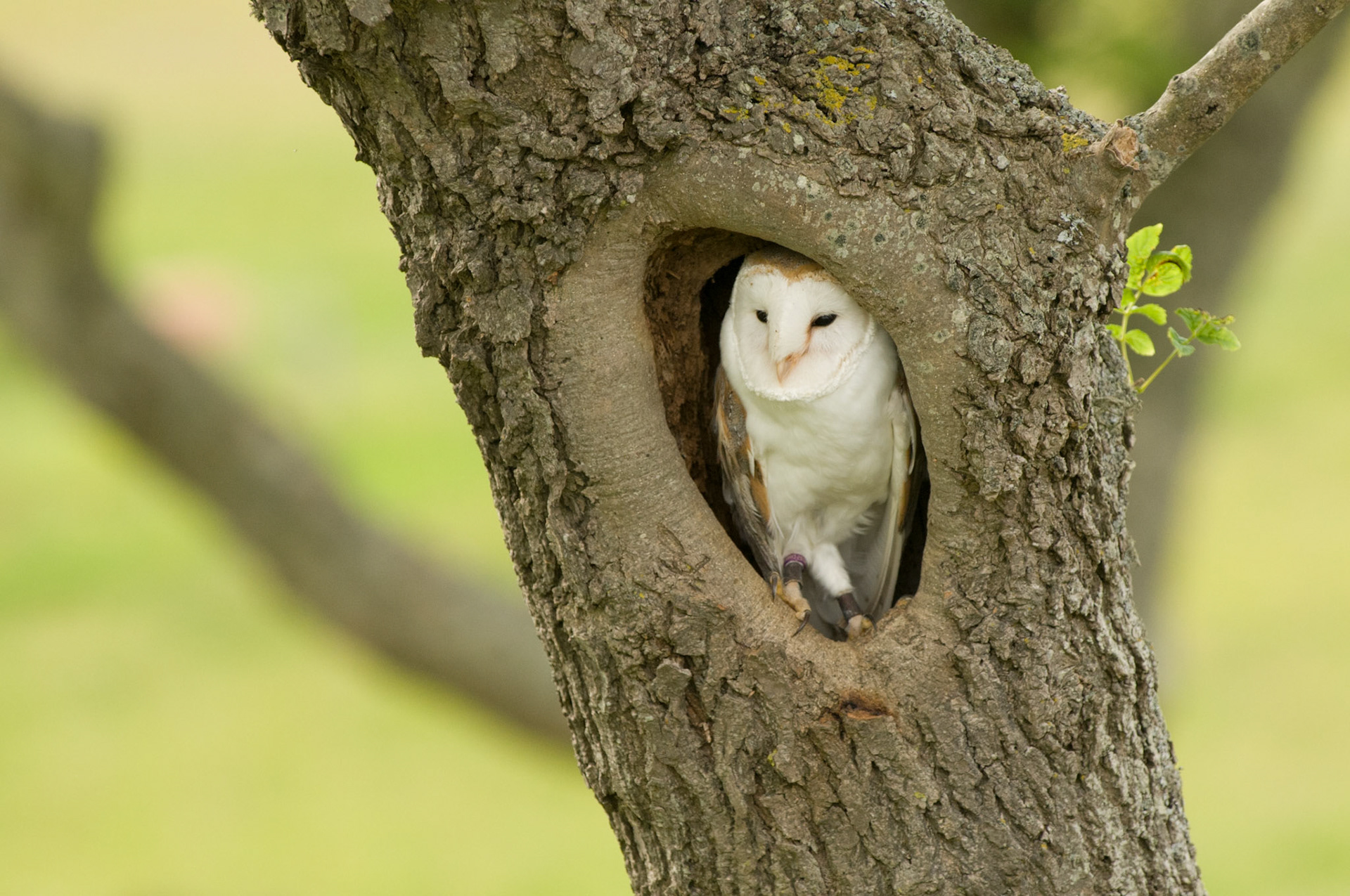 Barn Owl with falconer in Bamburgh