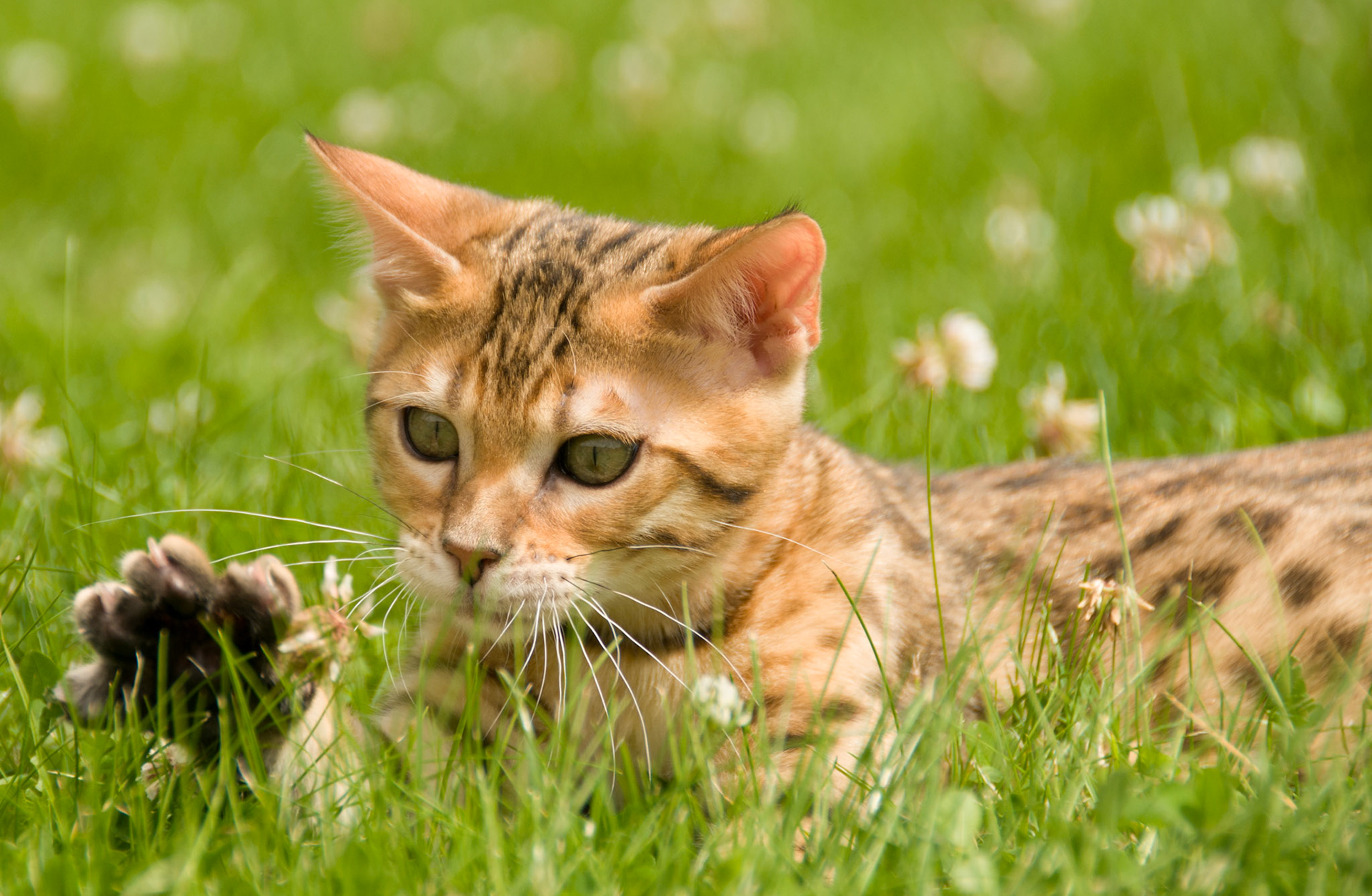 Bengal Cat at Eriador Cats