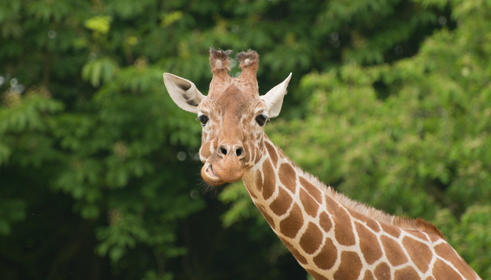 Giraffe at Whipsnade Zoo