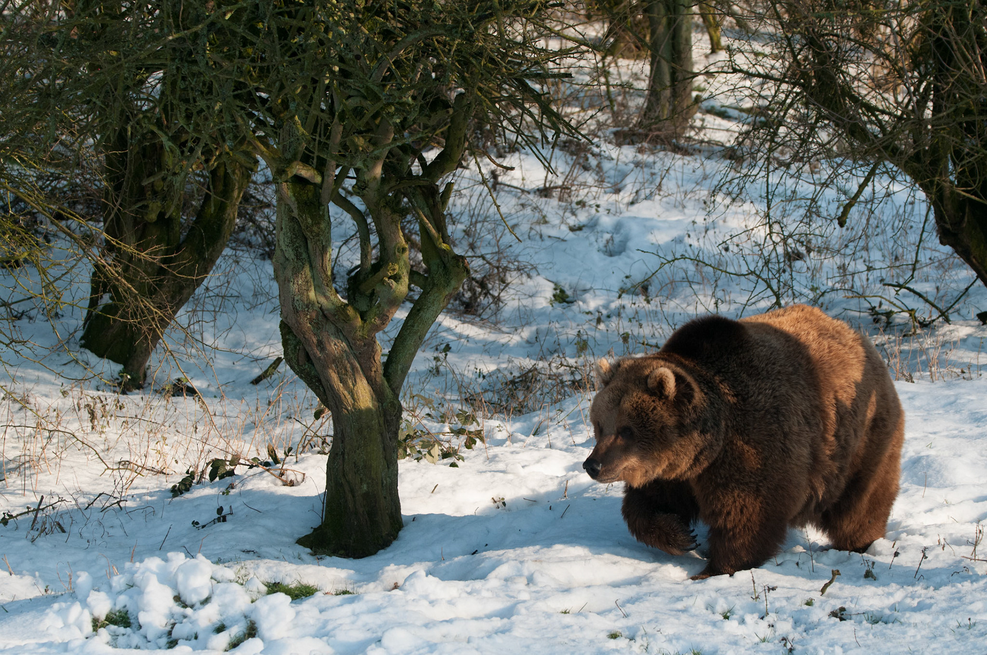 European Brown Bear at Whipsnade Zoo