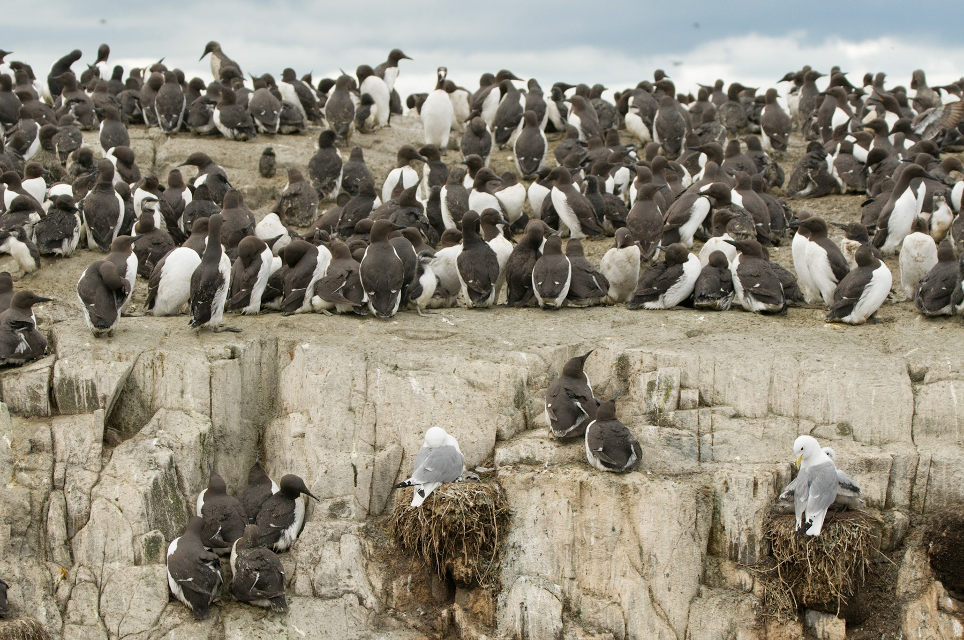 Guillemot Colony on Staple Island