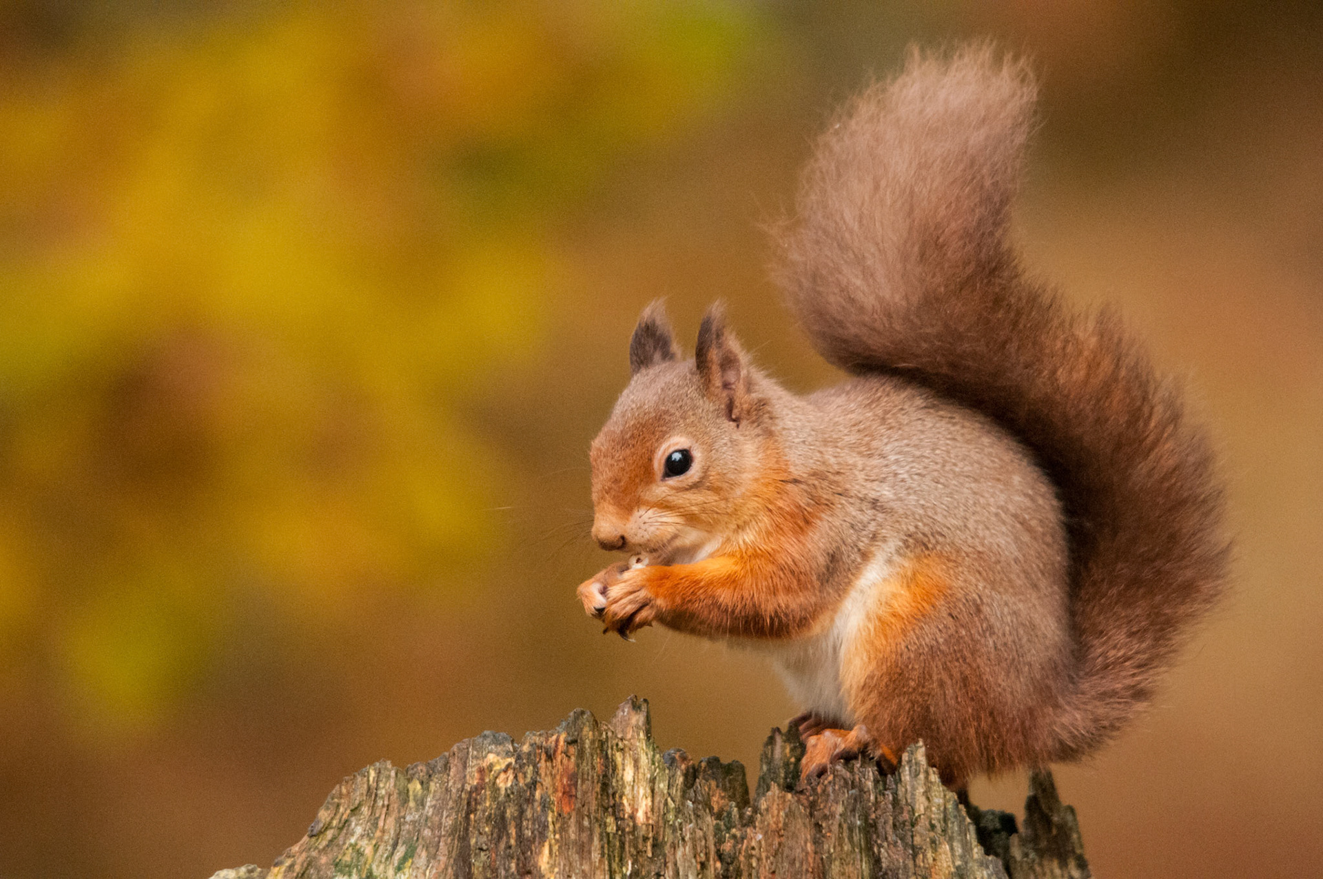 Red Squirrel