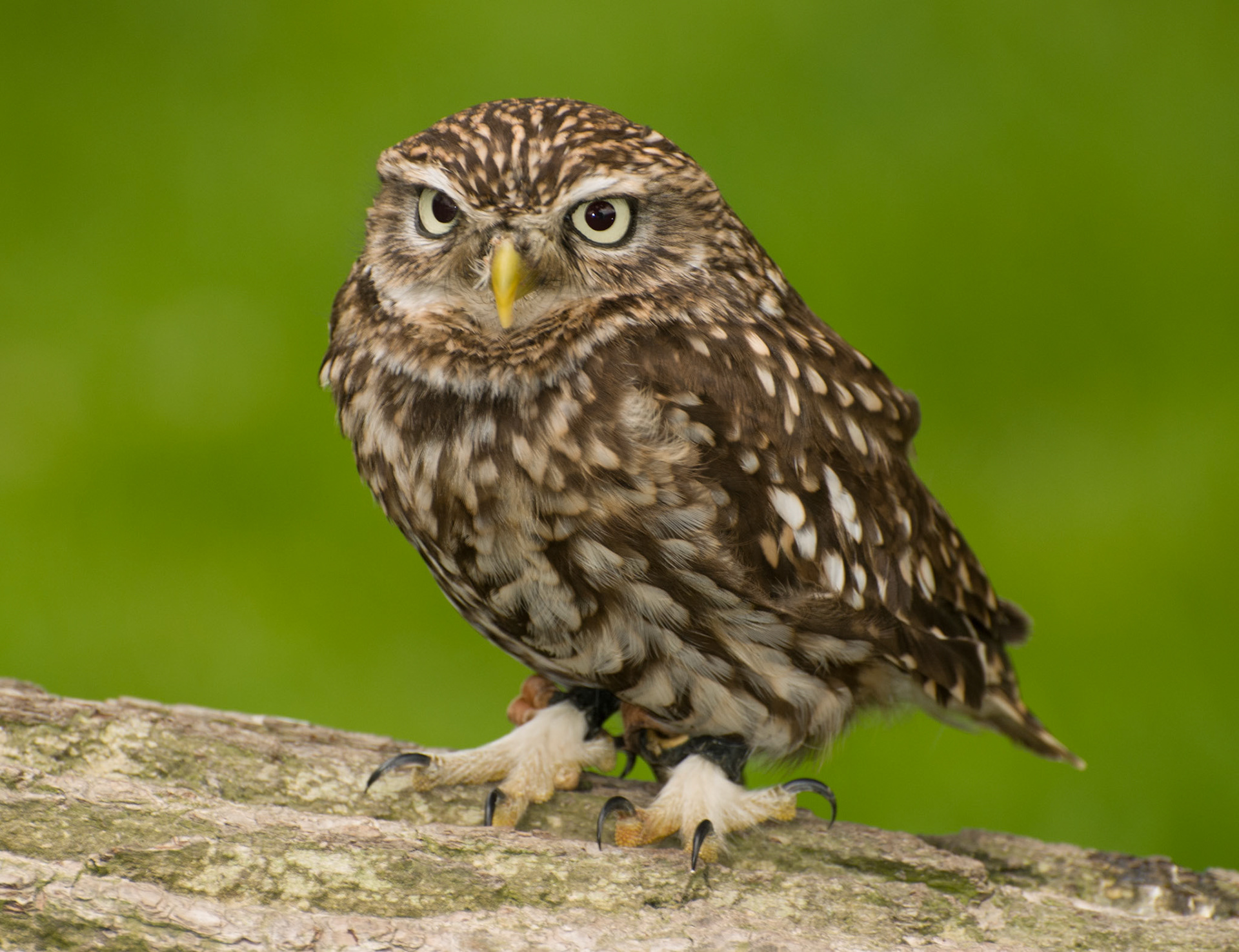 Little Owl at the British Wildlife Centre