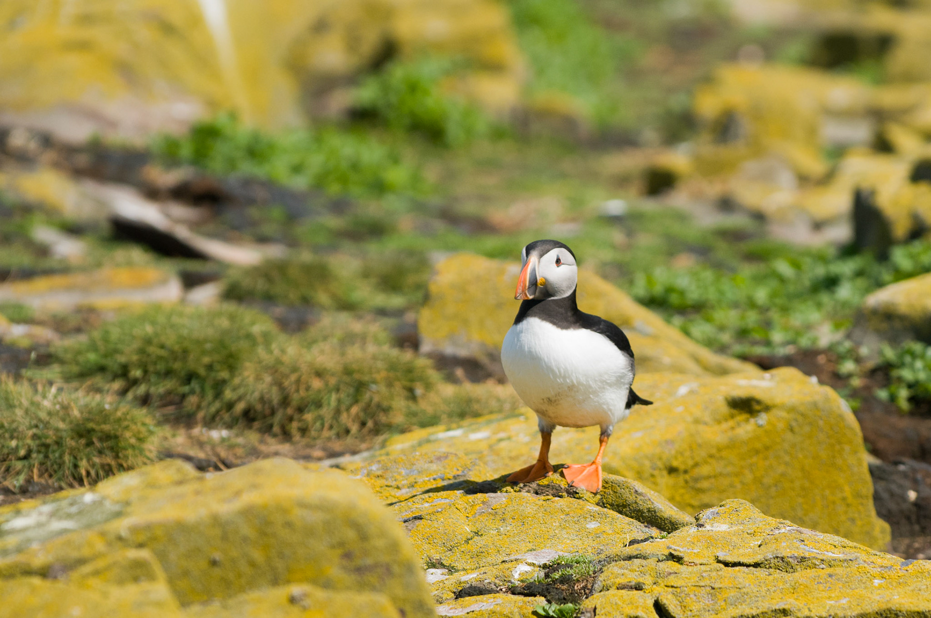 Puffin on Inner Farne