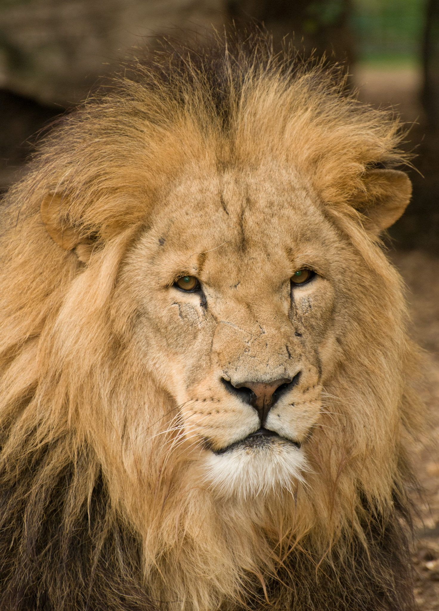 African Lion at Wildlife Heritage Foundation