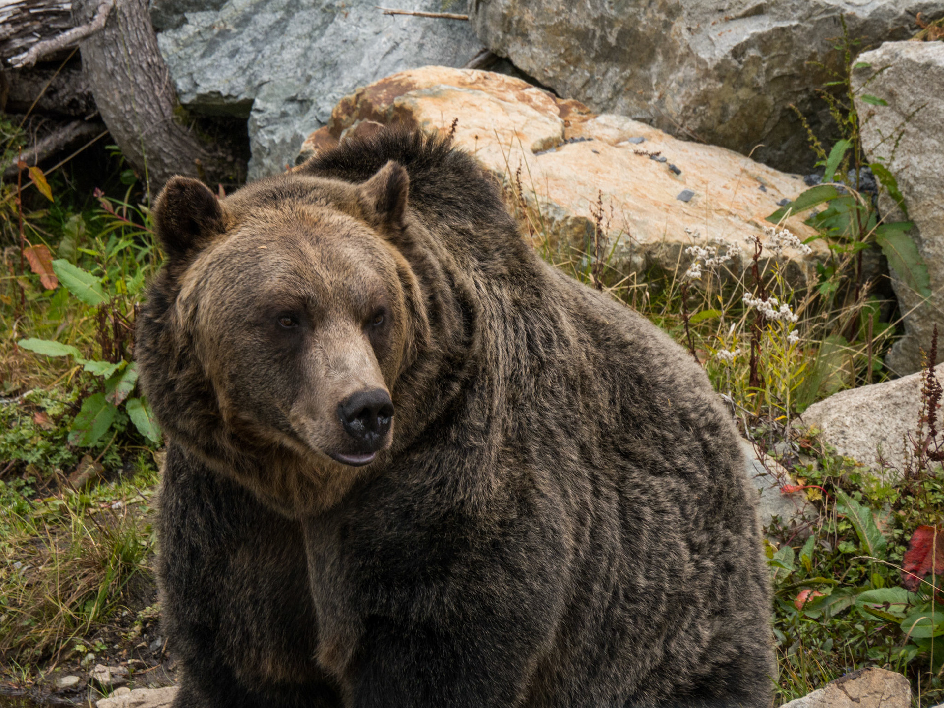 One of two bears orphaned as cubs and raised at Grouse Mountain