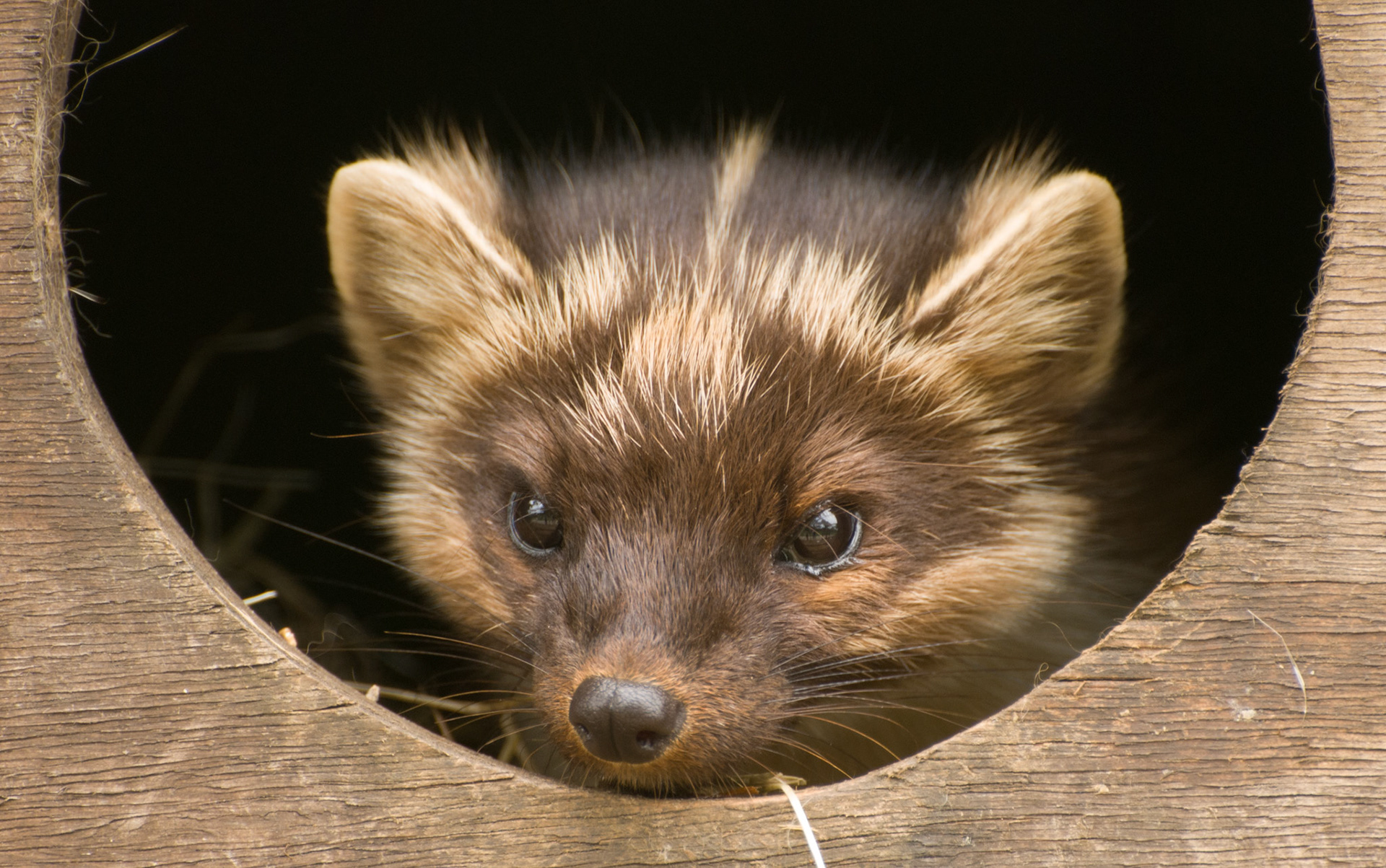 Pine Marten at the British Wildlife Centre