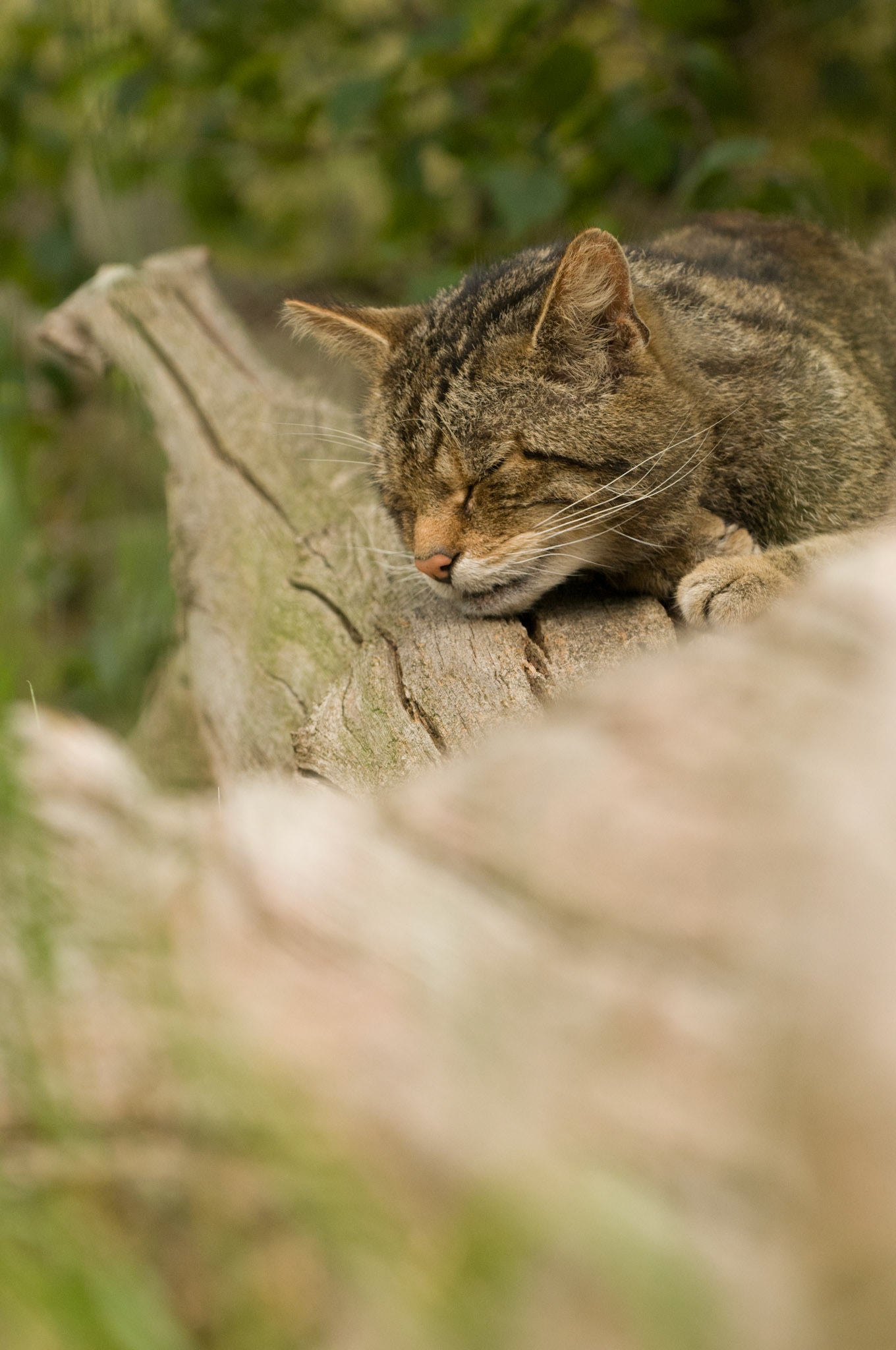 Scottish Wildcat at the British Wildlife Centre