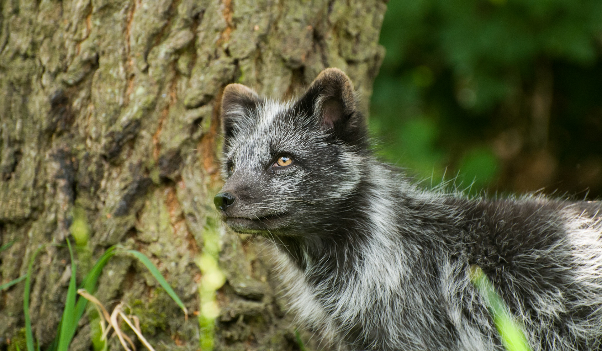 Arctic Fox (summer coat) at Wildwood Wildlife Park