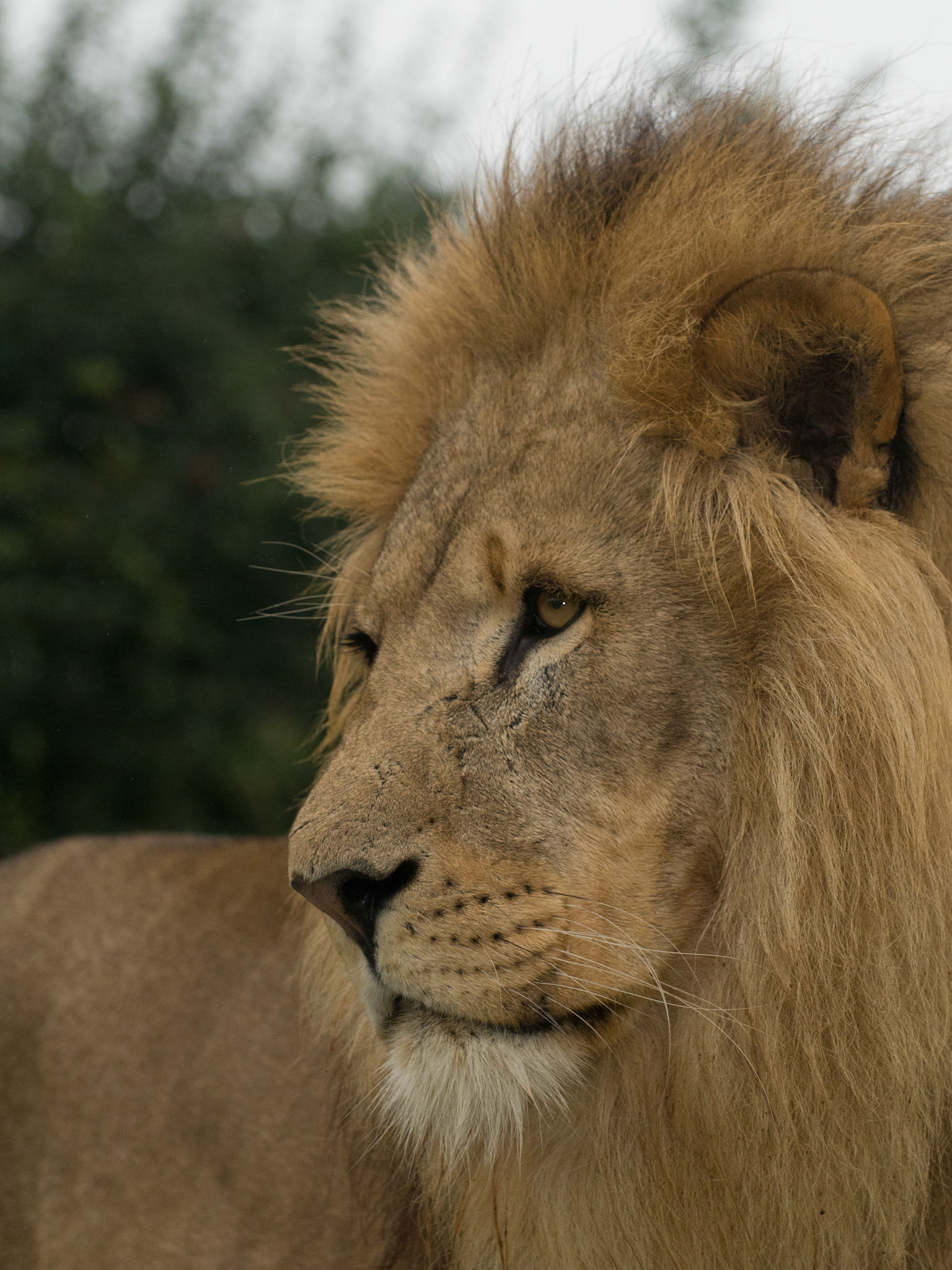 African Lion at Wildlife Heritage Foundation