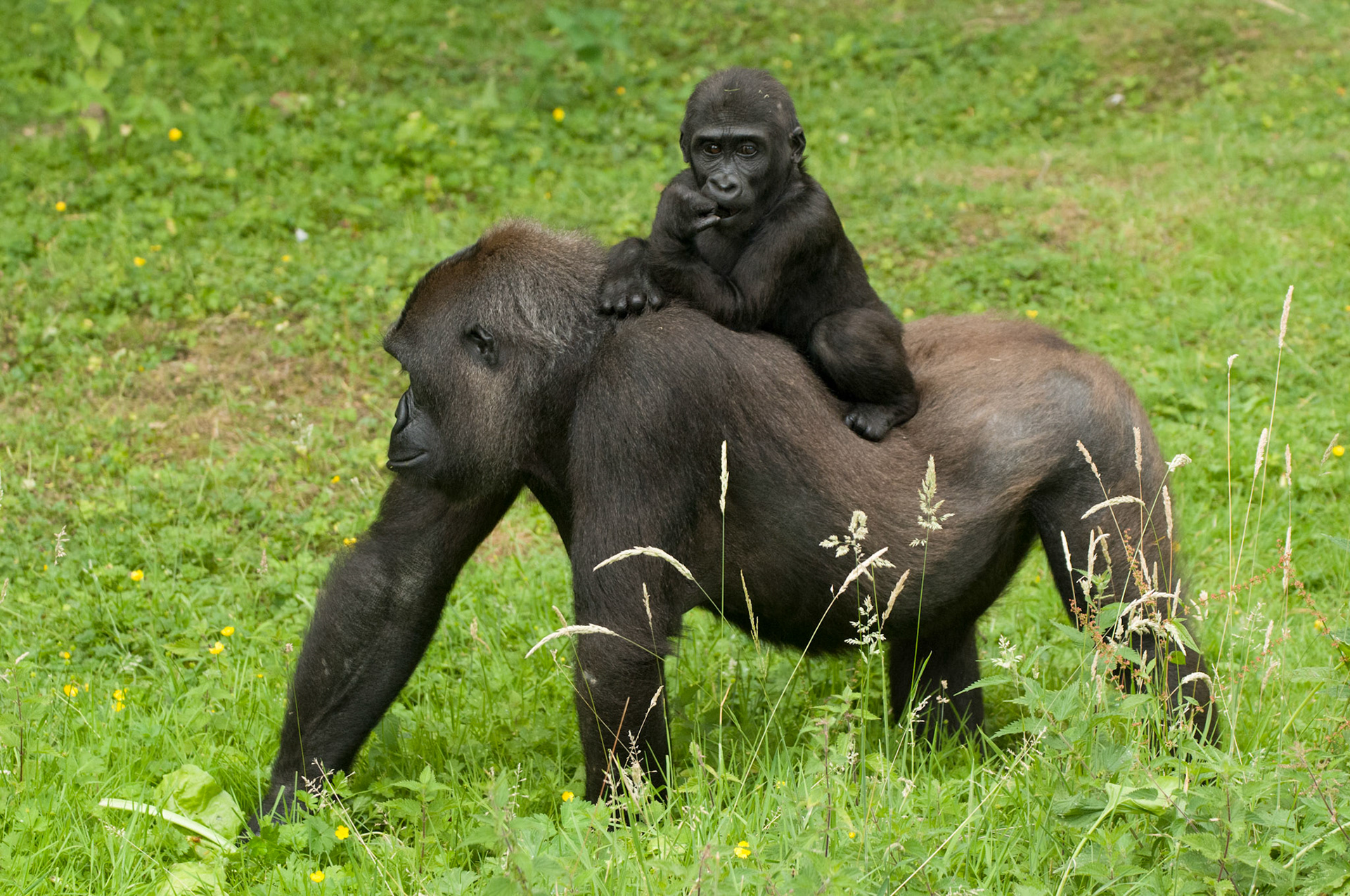 Gorilla mum and baby at Port Lympne Wild Animal Park