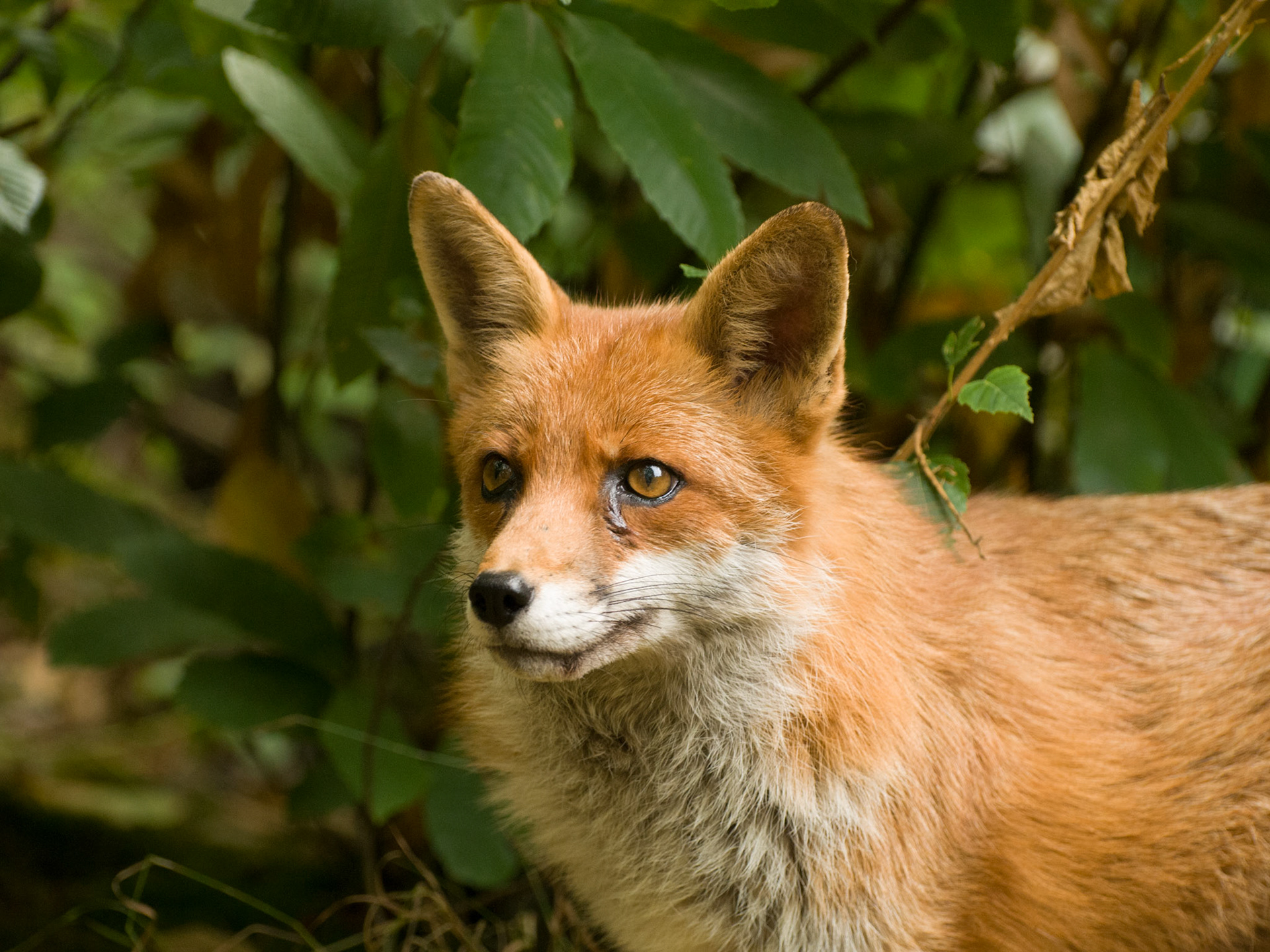 Red Fox at Wildwood Wildlife Park