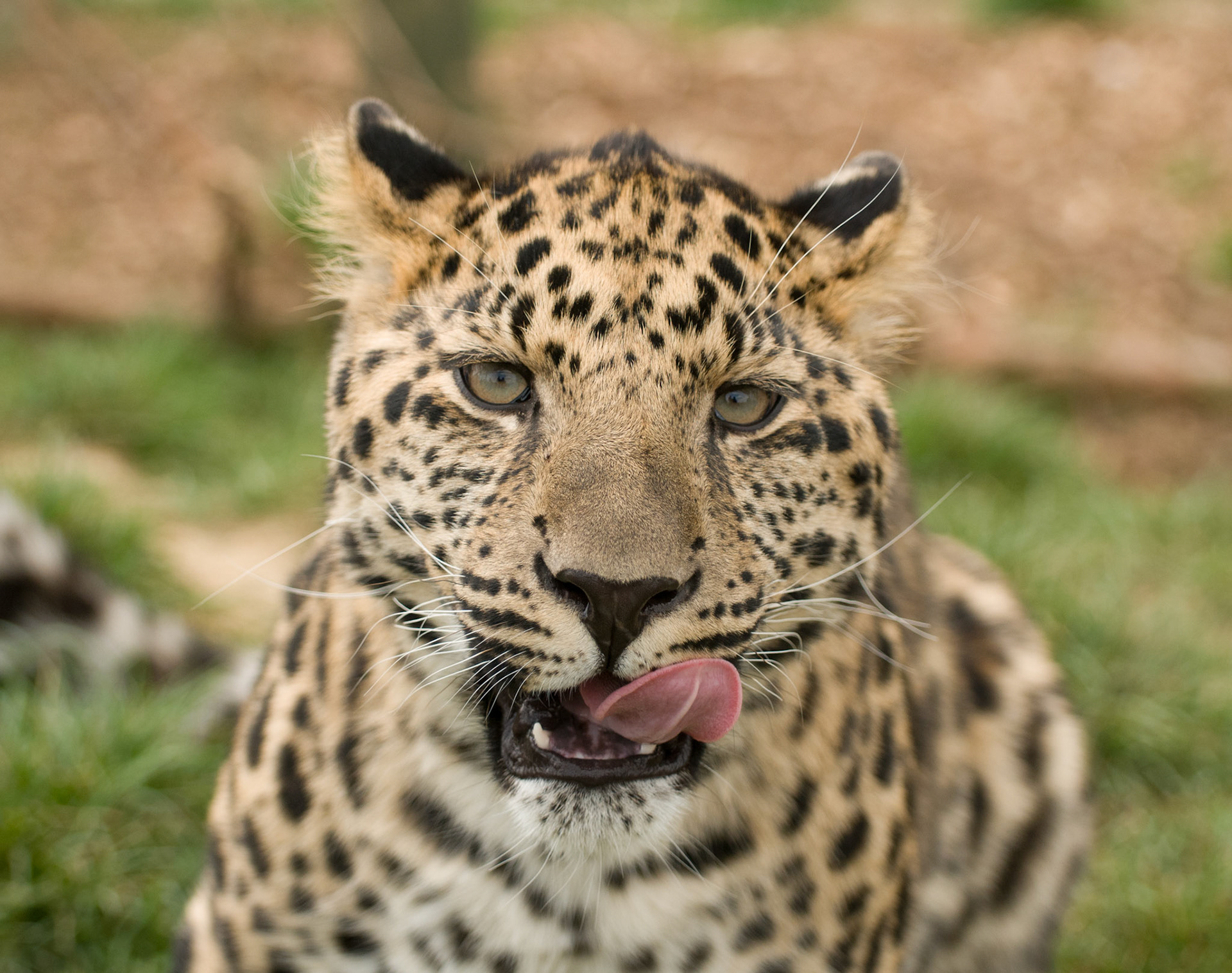 Amur Leopard at Wildlife Heritage Foundation