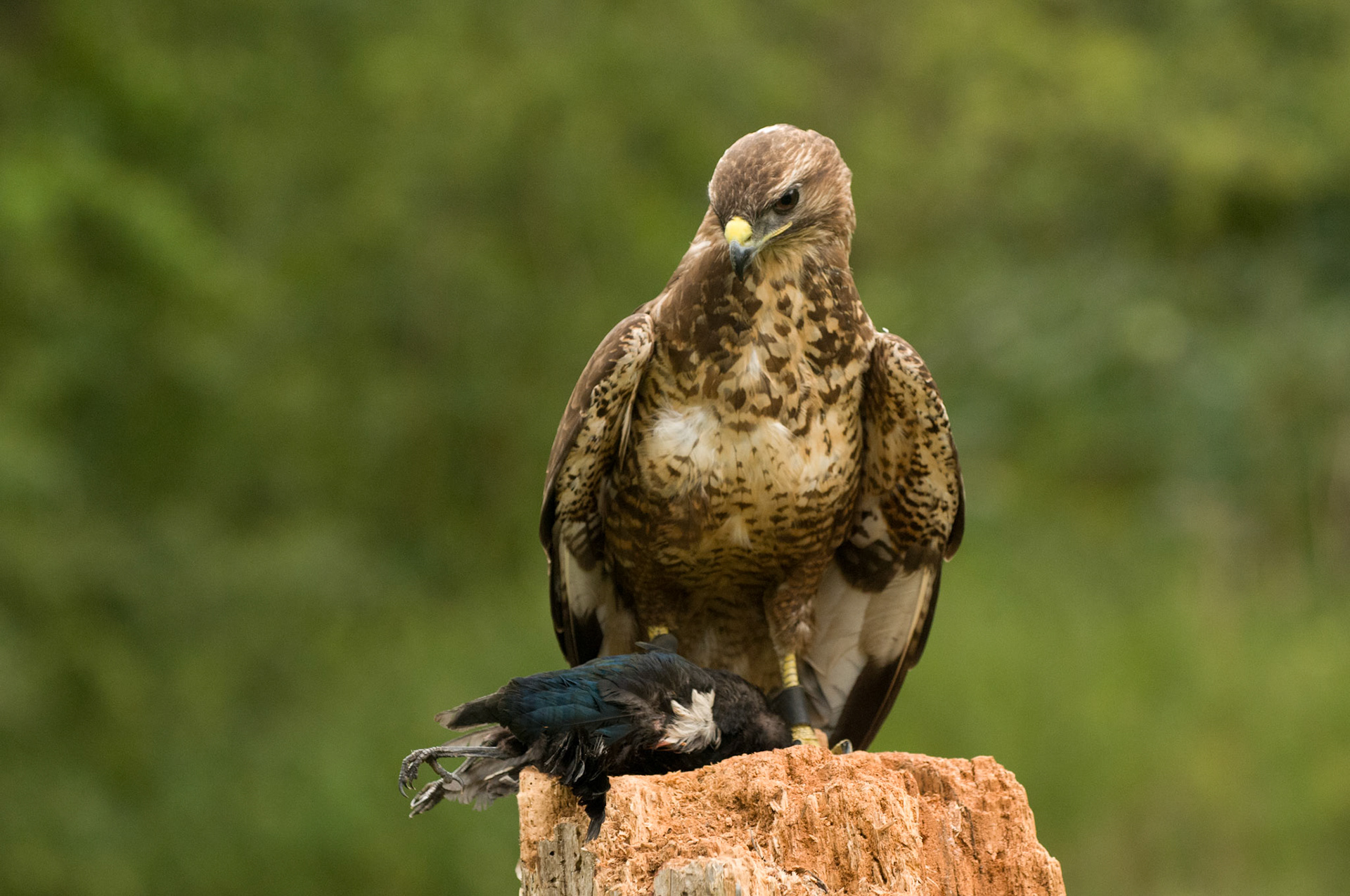 Common Buzzard with falconer in Whissendine
