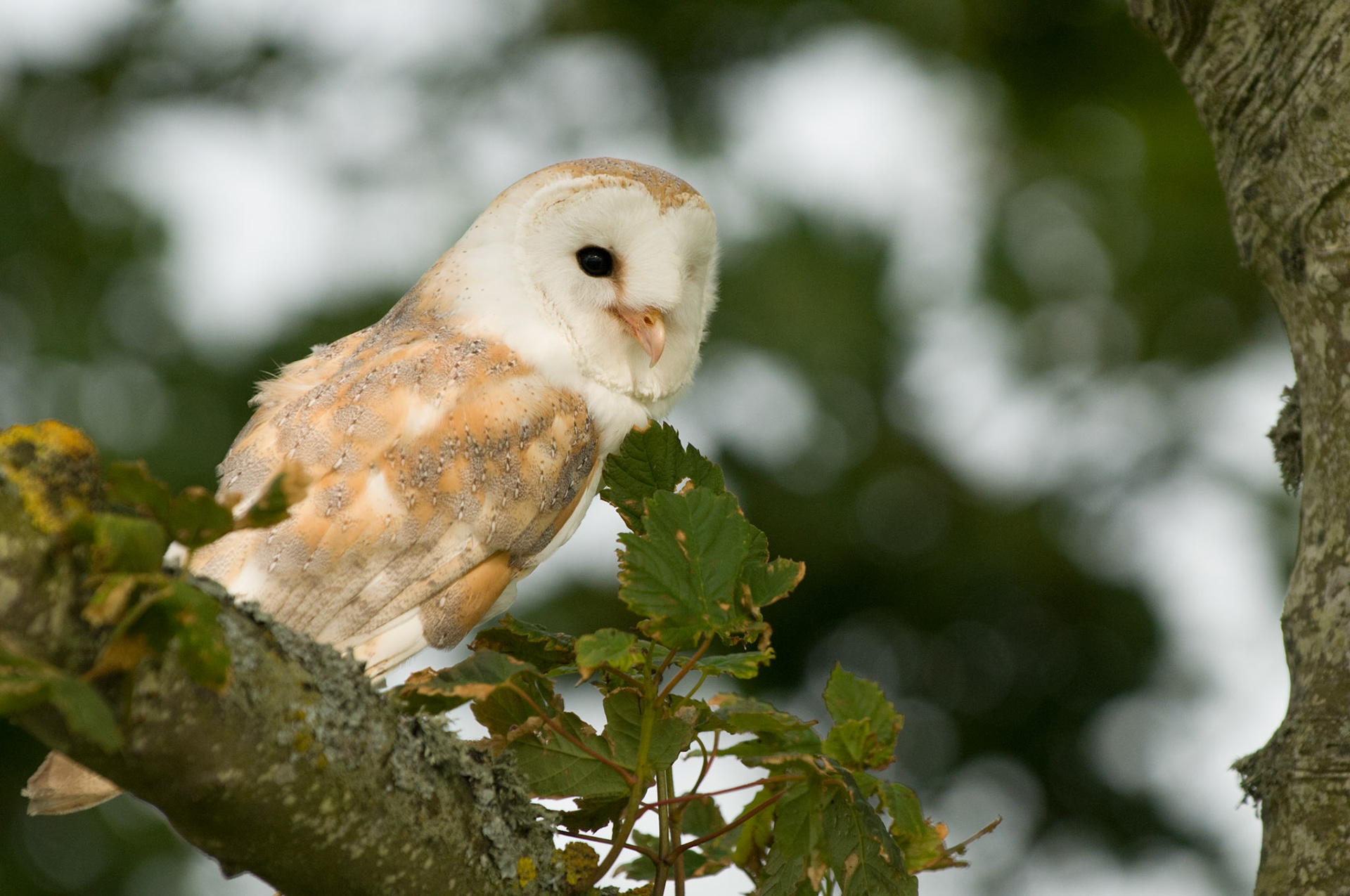 Barn Owl with falconer in Bamburgh