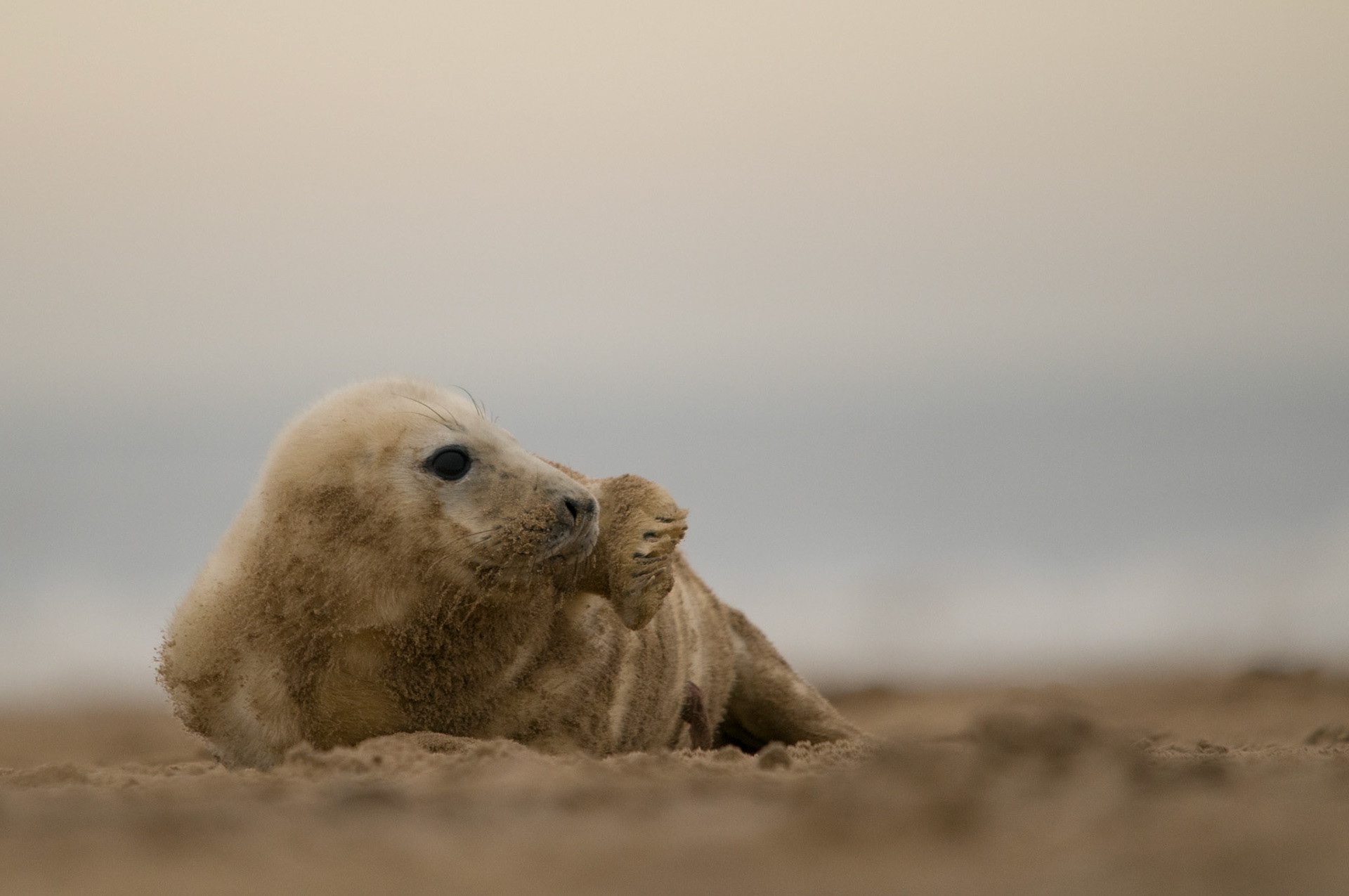 I came away from my day at Donna Nook with, predictably, hundreds of shots of Seal adults and pups alike, ranging from good to boring. This was my personal favourite pup photo from the day, the light is actually a bit flat but I just like the pose
