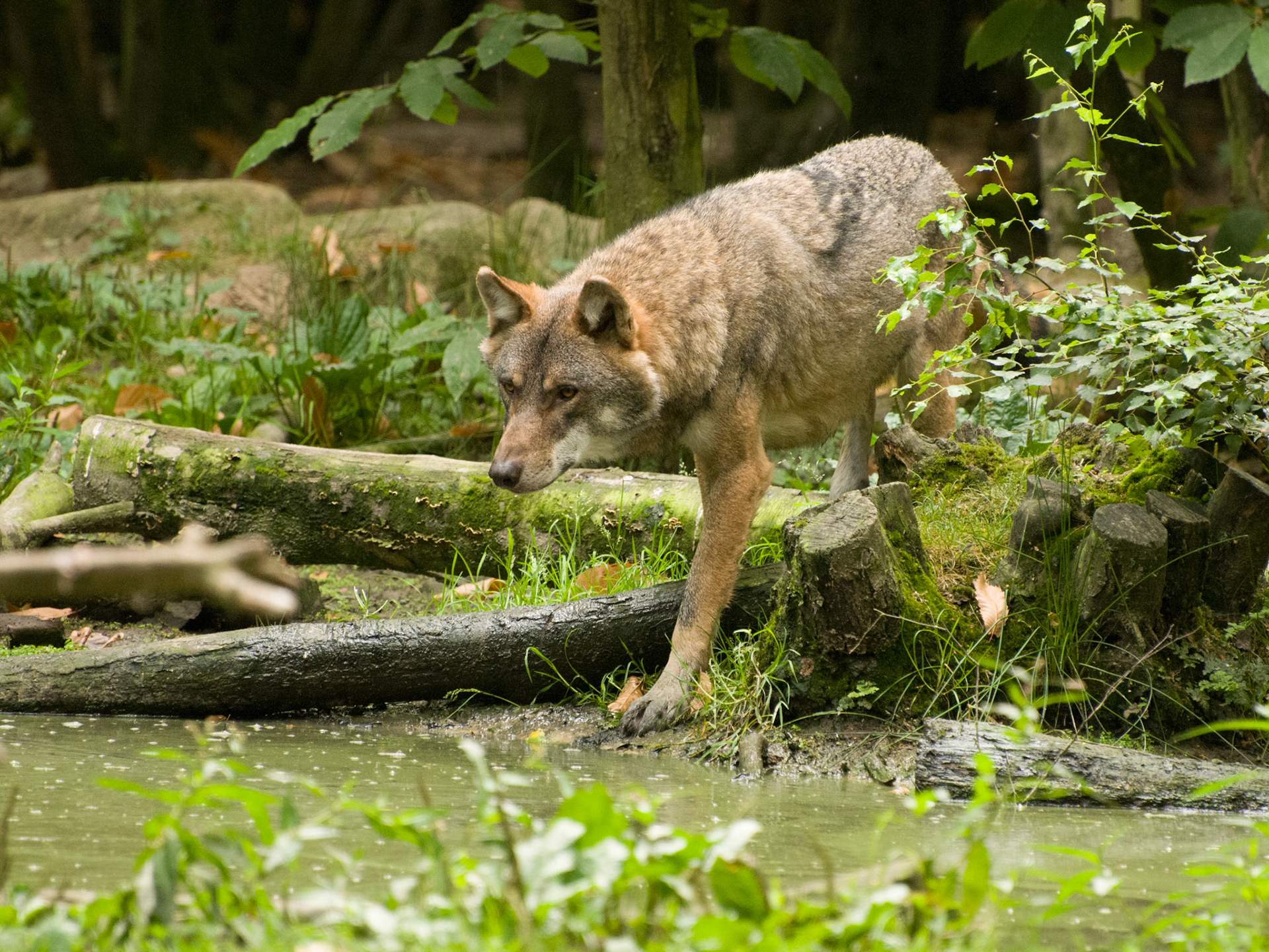 European Grey Wolf at Wildwood Wildlife Park