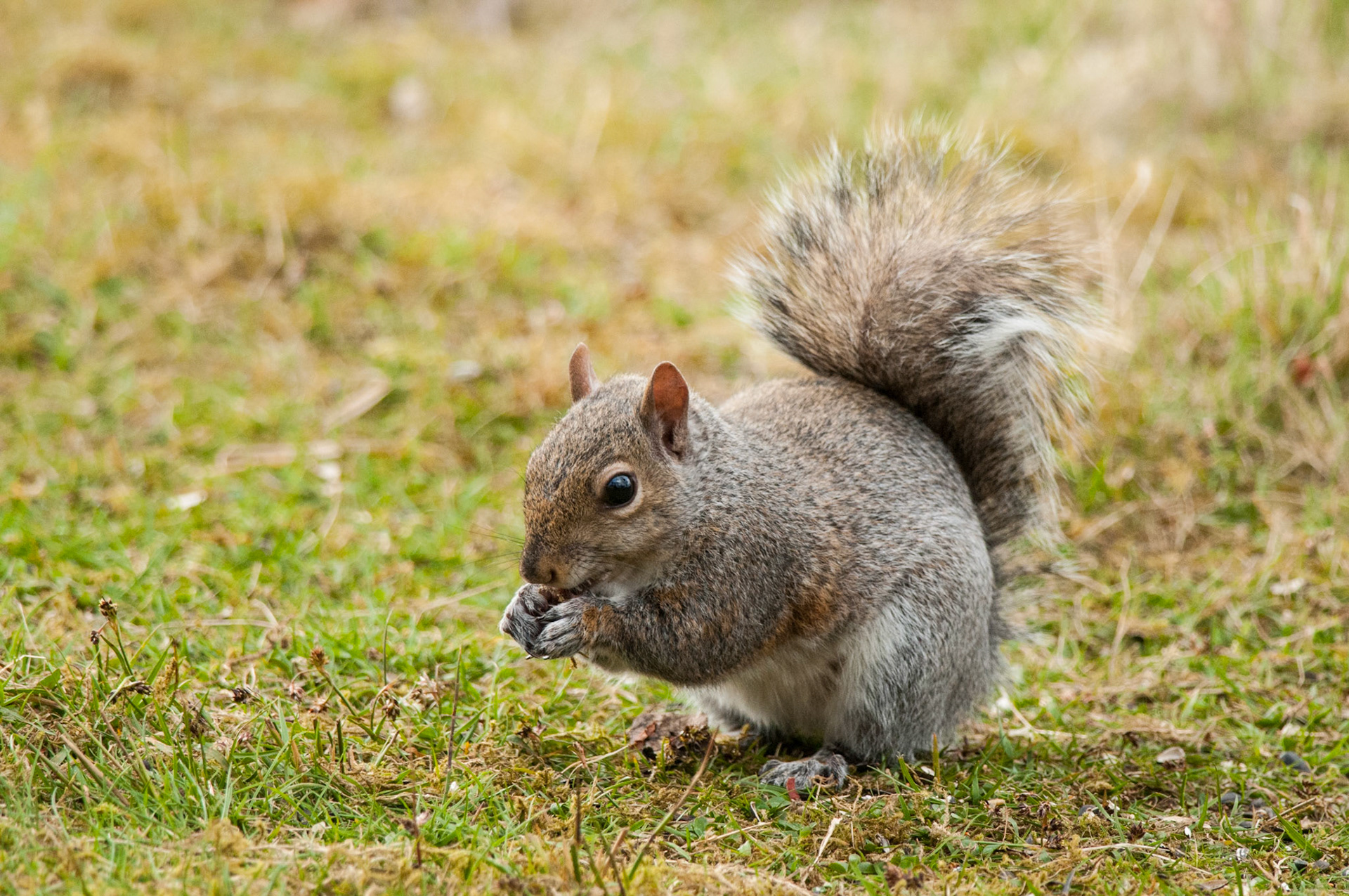 Grey Squirrel at RSPB Sandy