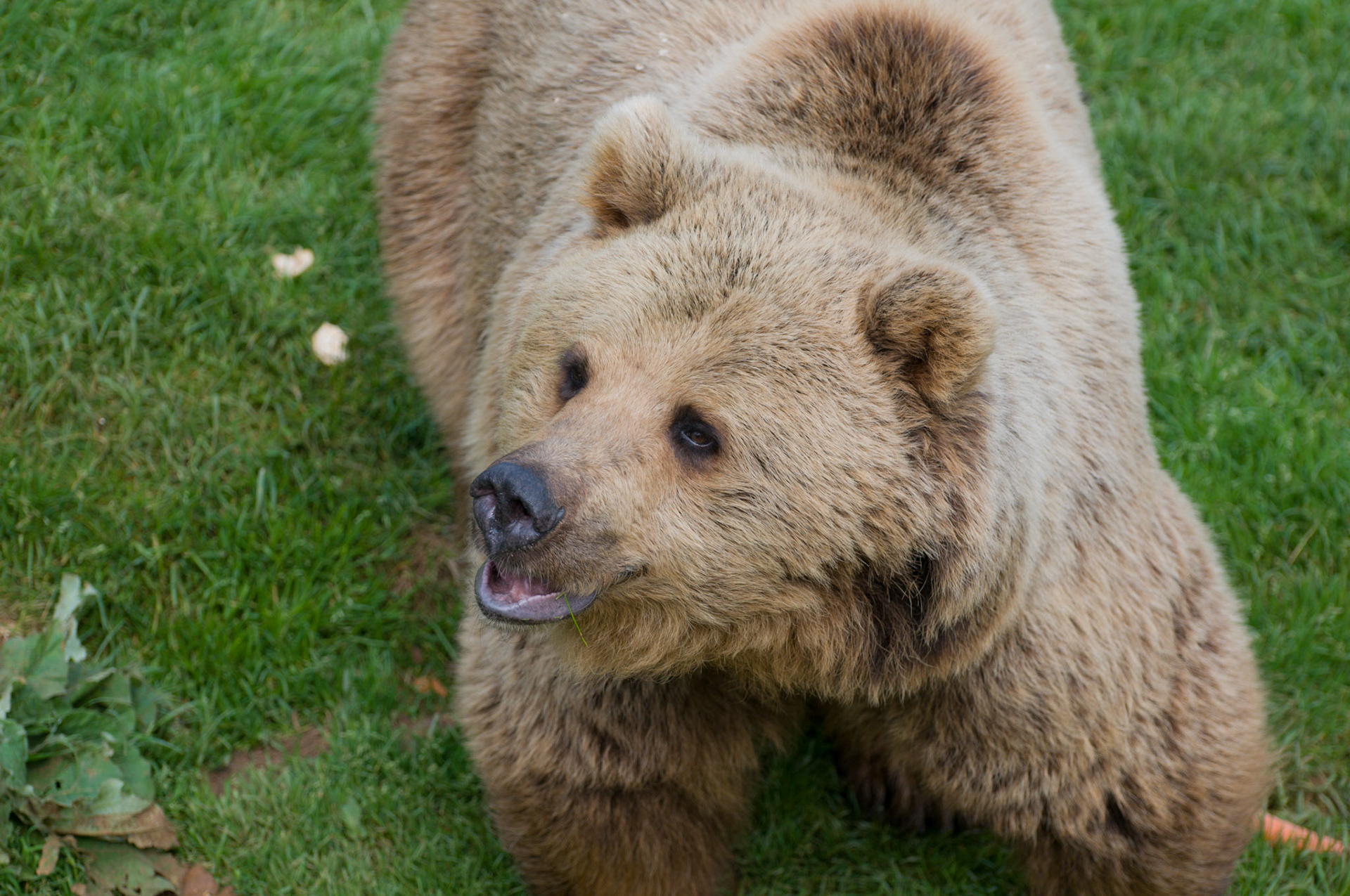European Brown Bear at Whipsnade Zoo