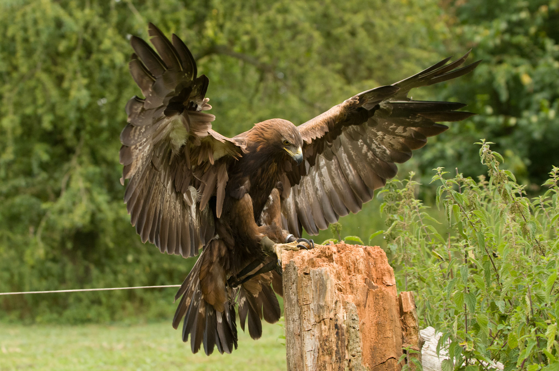 Golden Eagle with falconer in Whissendine