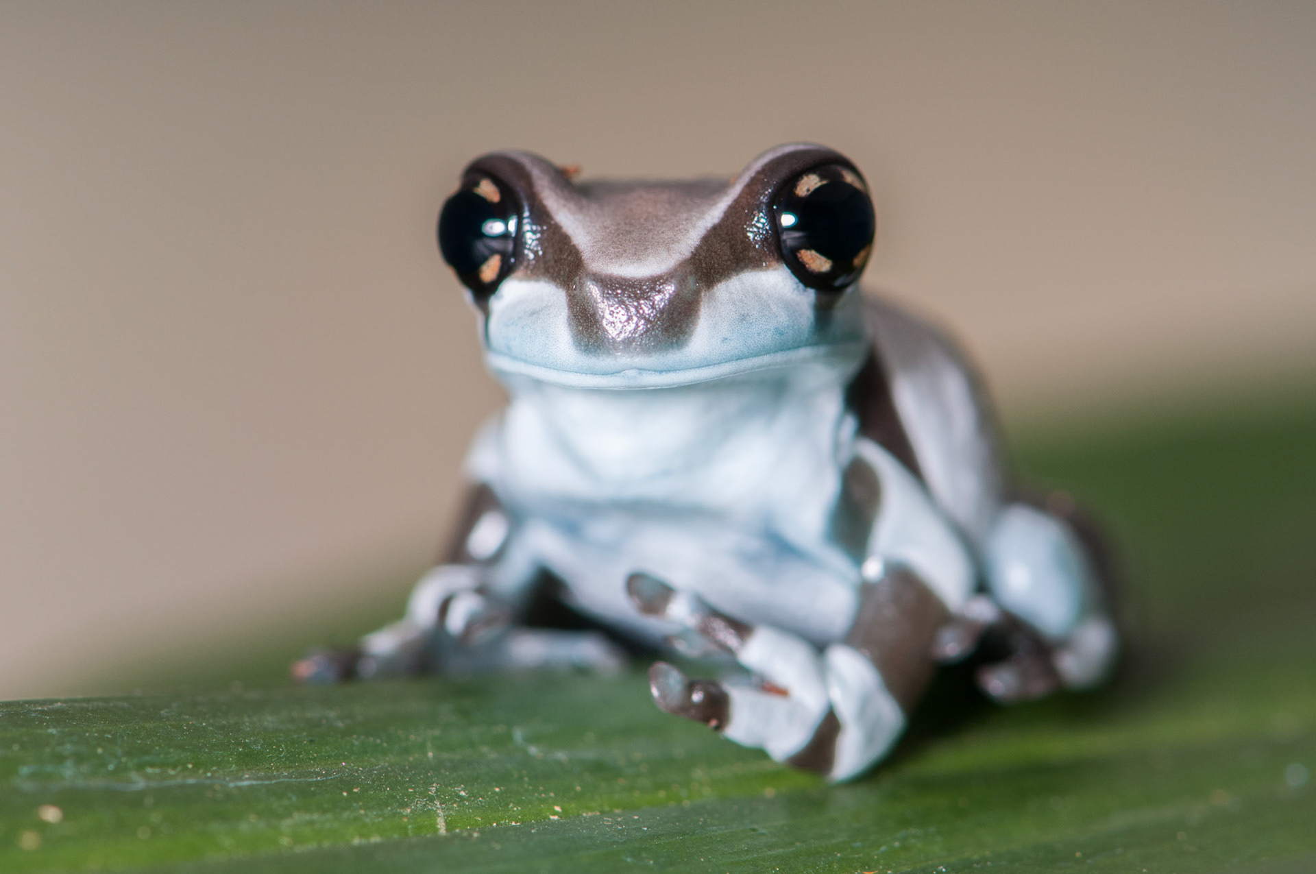 Amazon Milk Frog