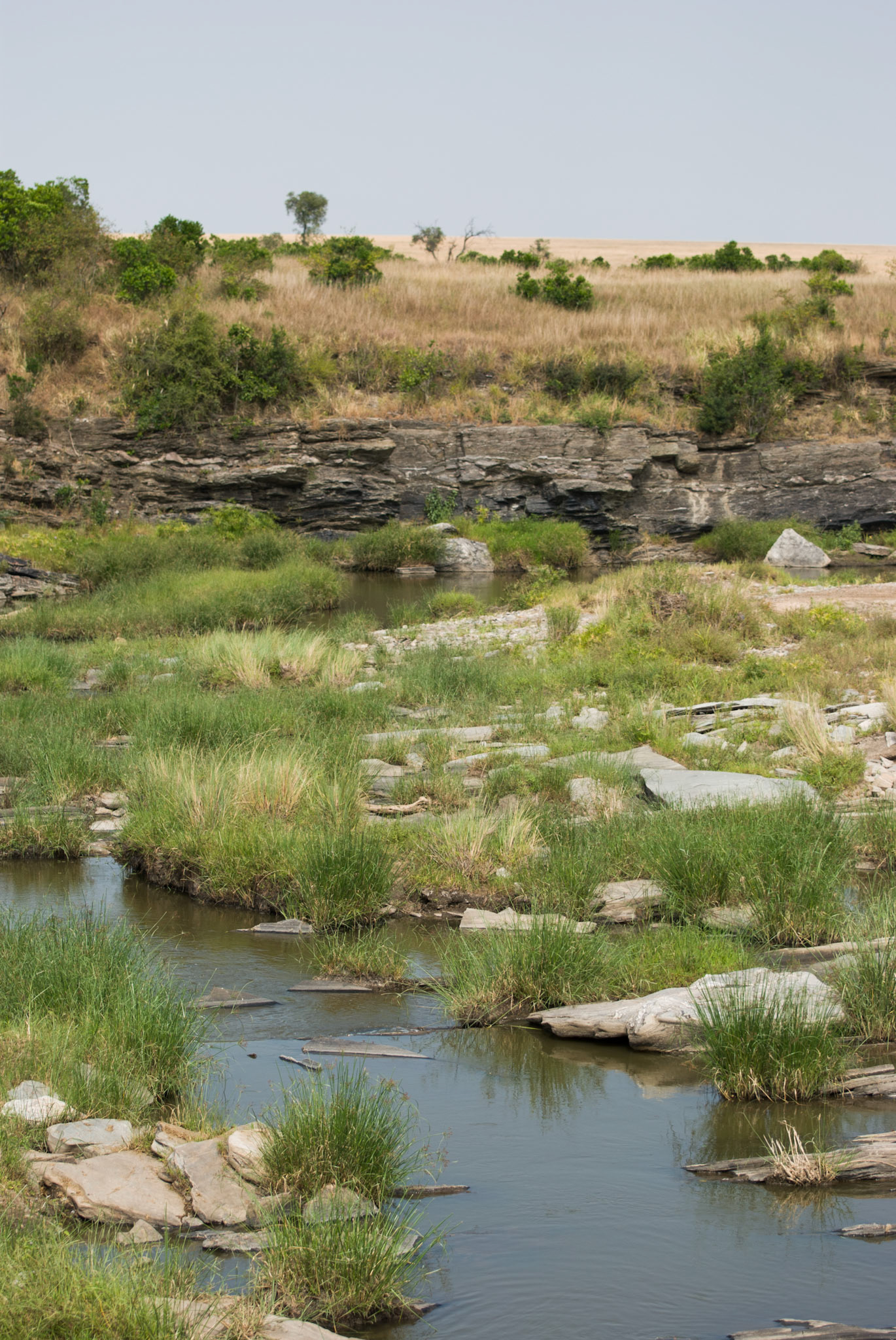 A view in the Masai Mara