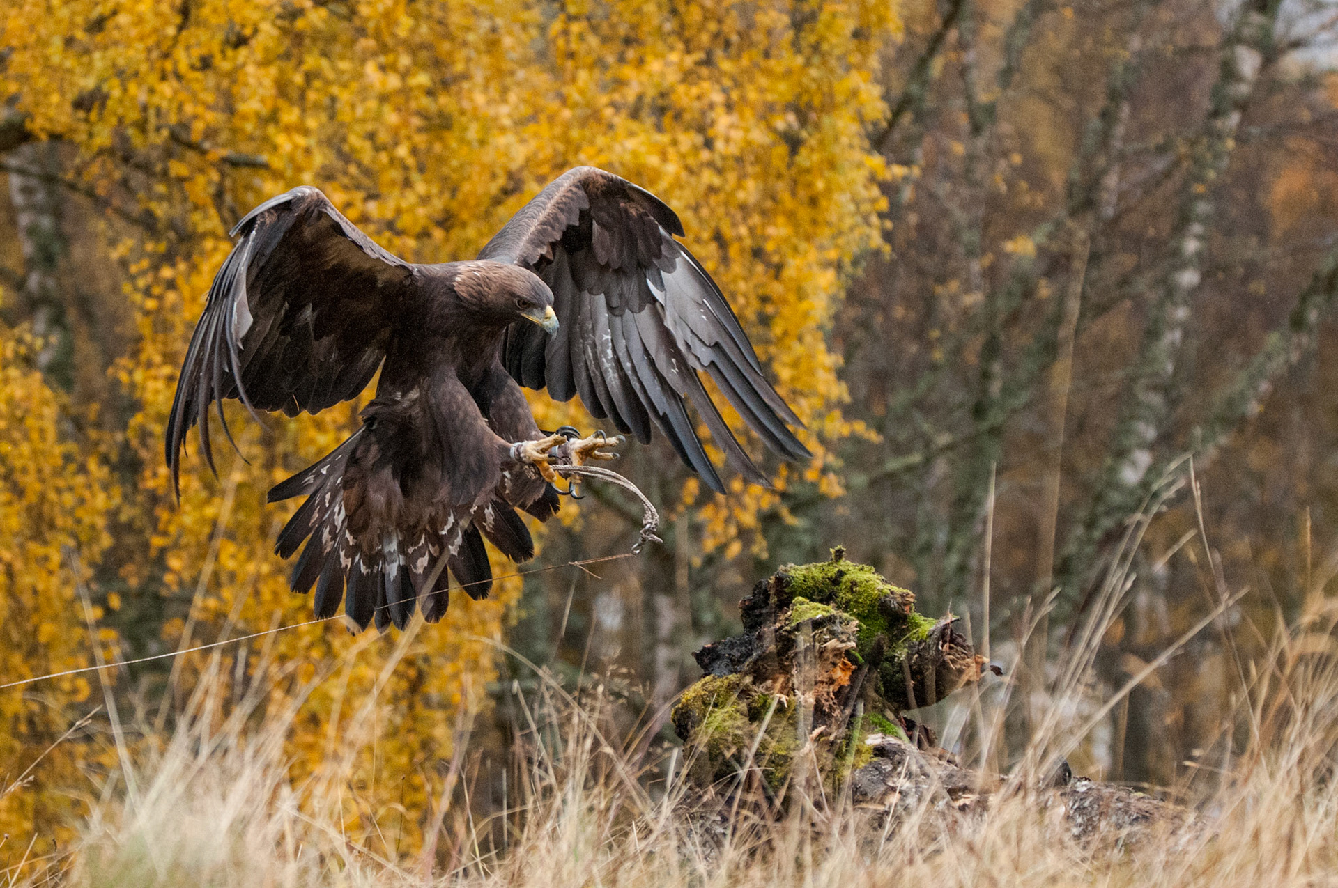 Golden Eagle