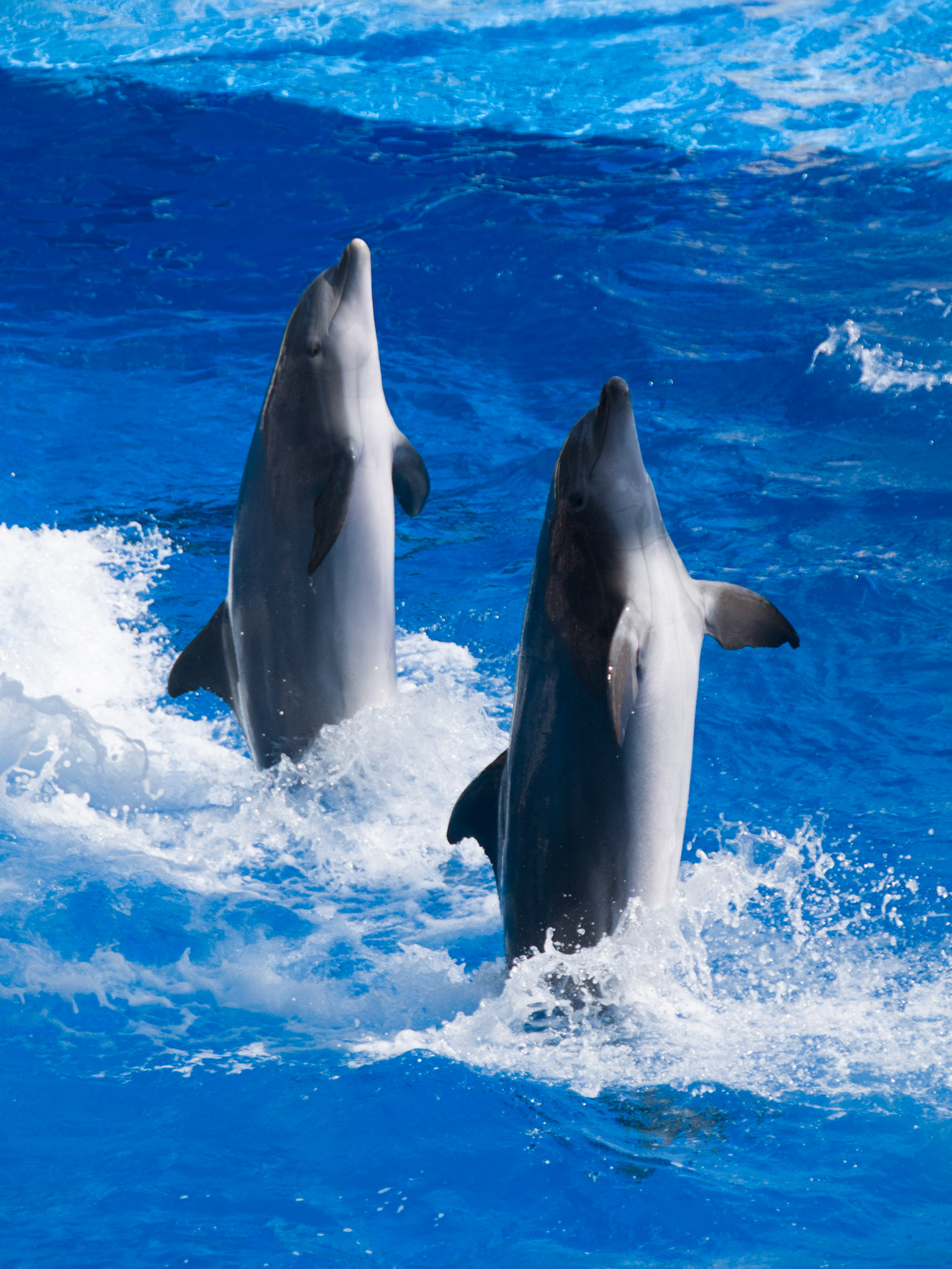 The Blue Horizons show at Seaworld Orlando