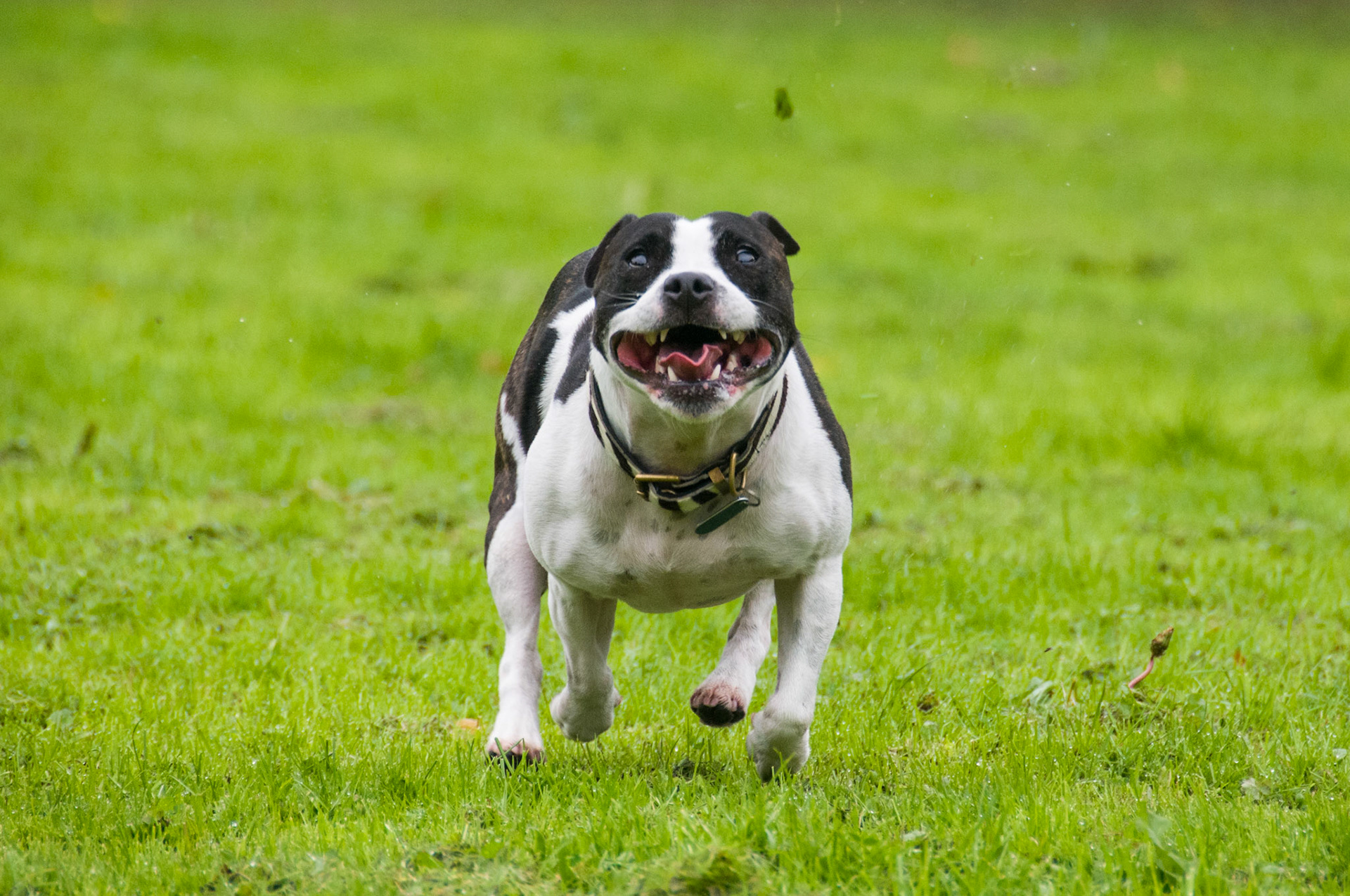 Staffordhire Bull Terrier