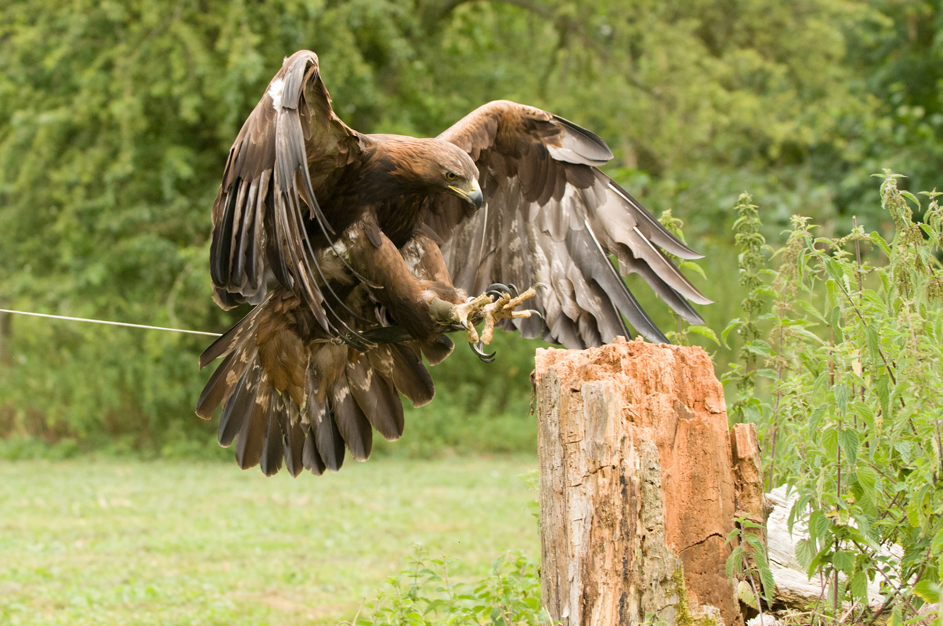Golden Eagle with falconer in Whissendine
