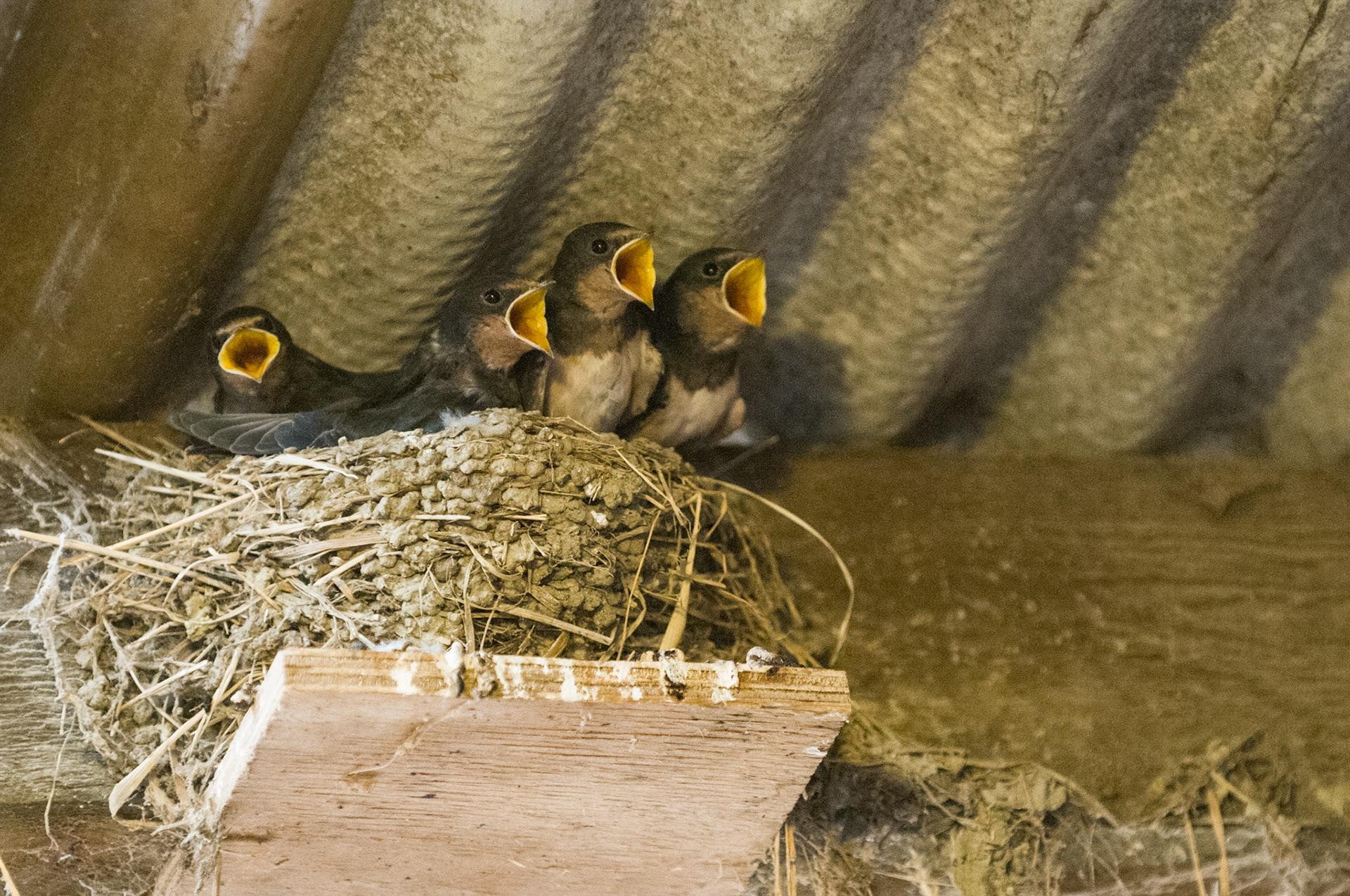 Swallow chicks in the rafters of a stable
