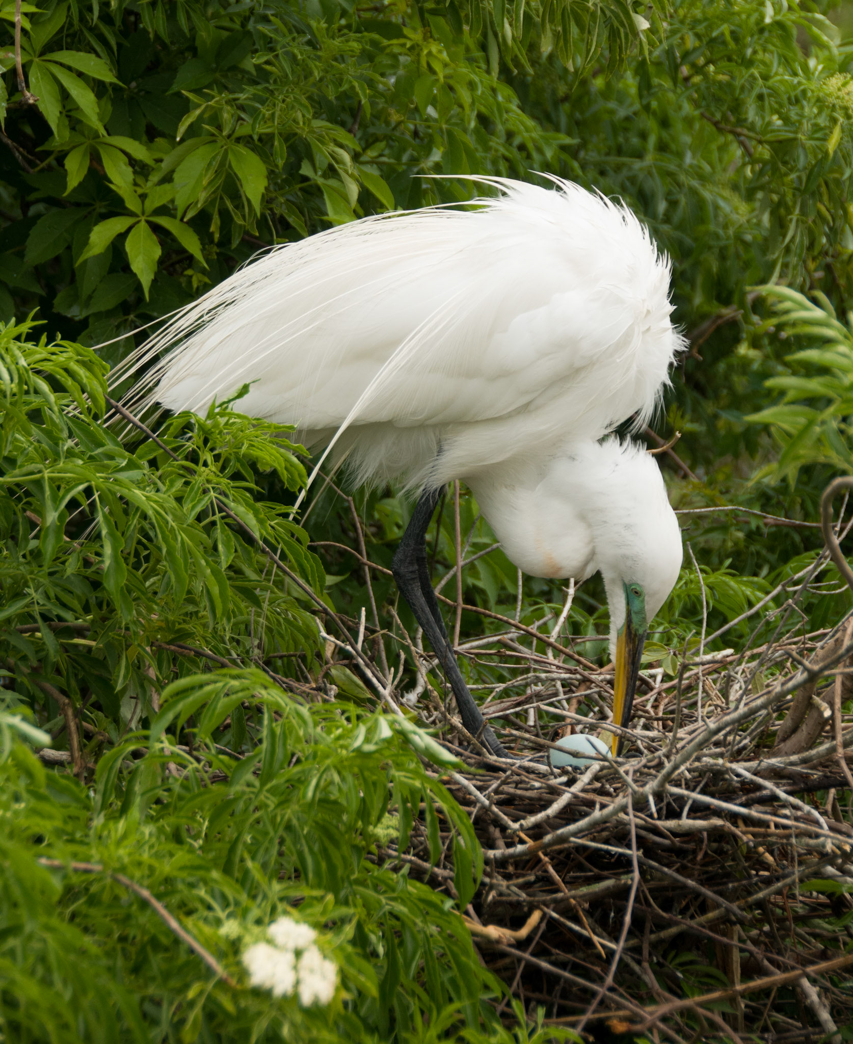 Snowy Egret at Gatorland