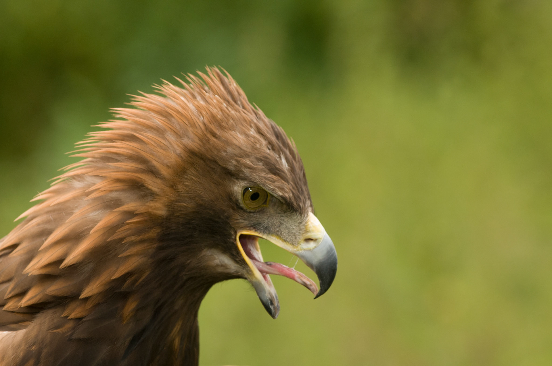 Golden Eagle with falconer in Whissendine