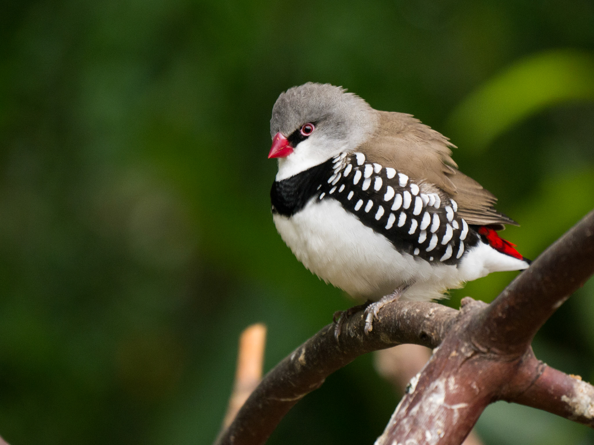 One of the birds at Bloedel Conservatory