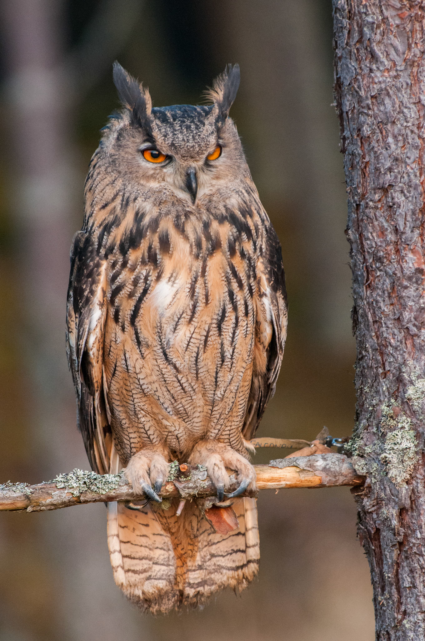European Eagle Owl