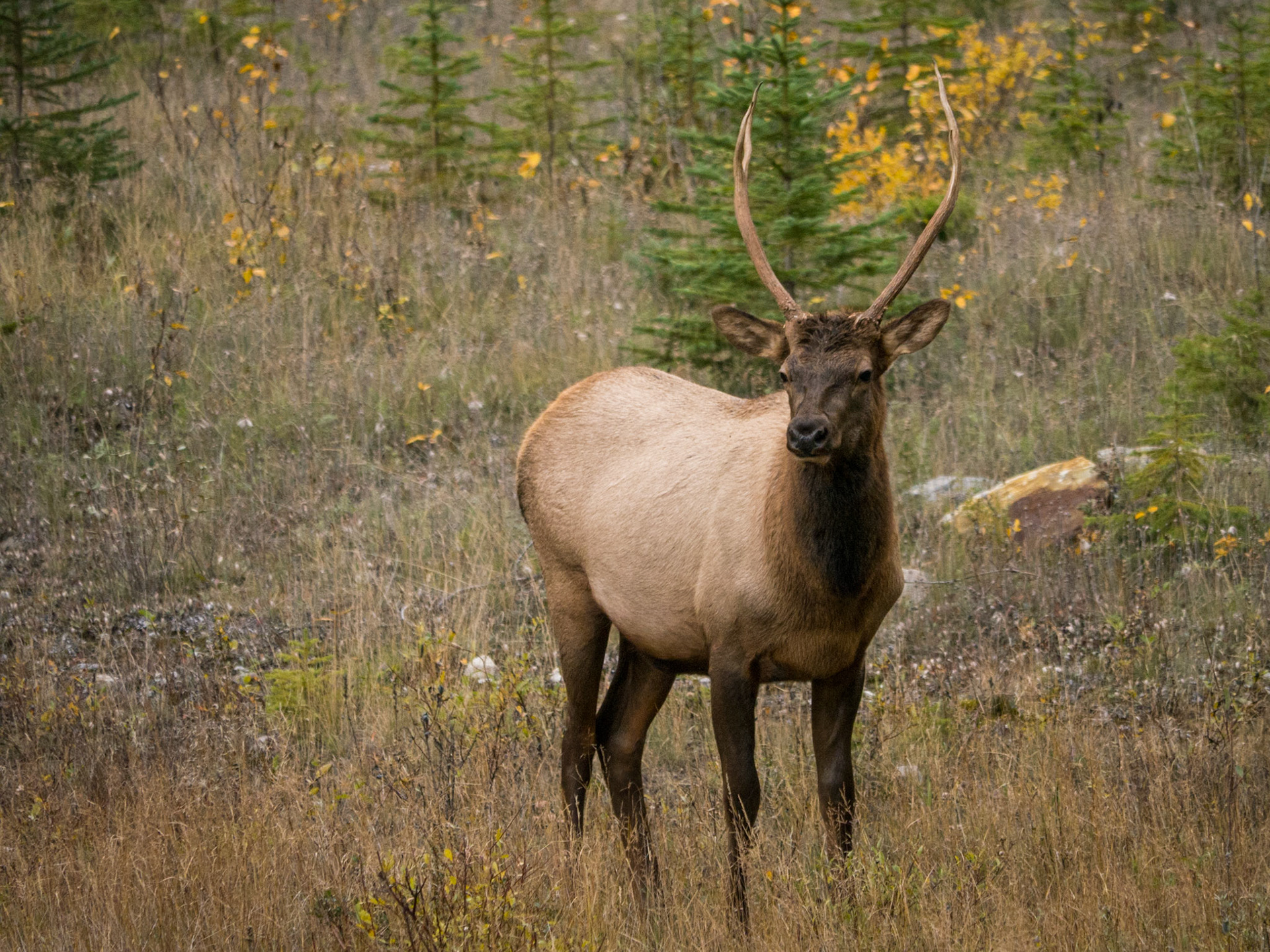 A herd of elk appeared by the road on our route back from Takakkaw falls