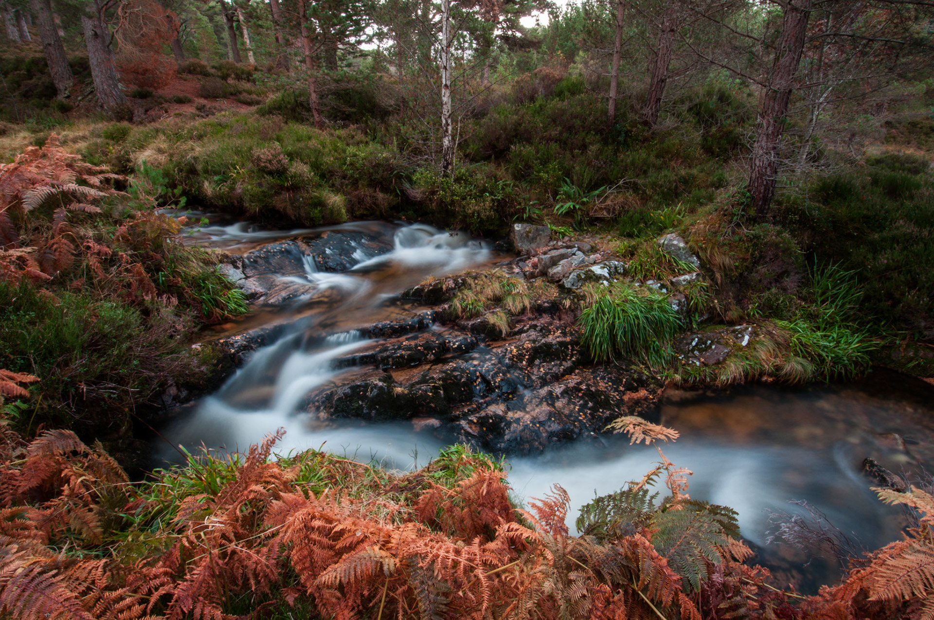 Stream hidden away in Glen Feshie in the Cairngorms