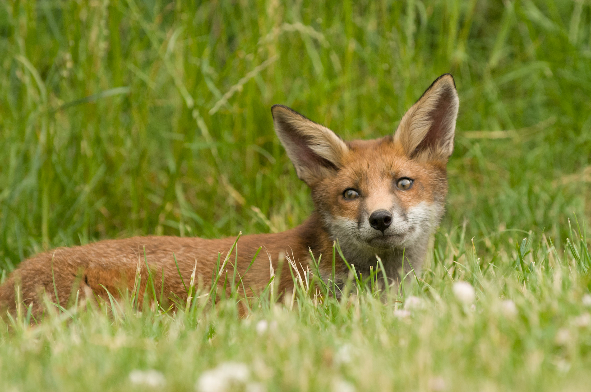 Red Fox Cub at the British Wildlife Centre