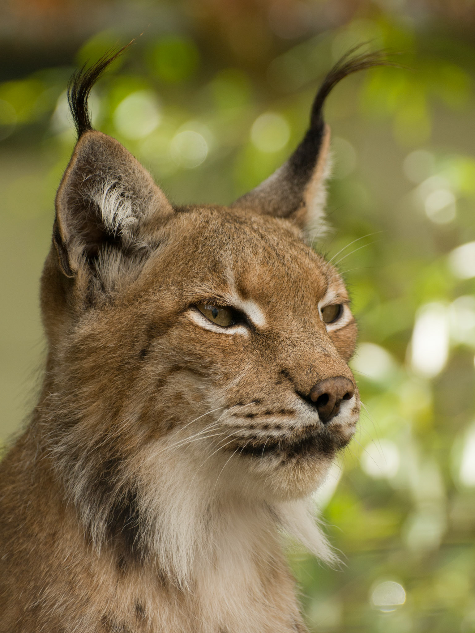 European Lynx at the Cat Survival Trust