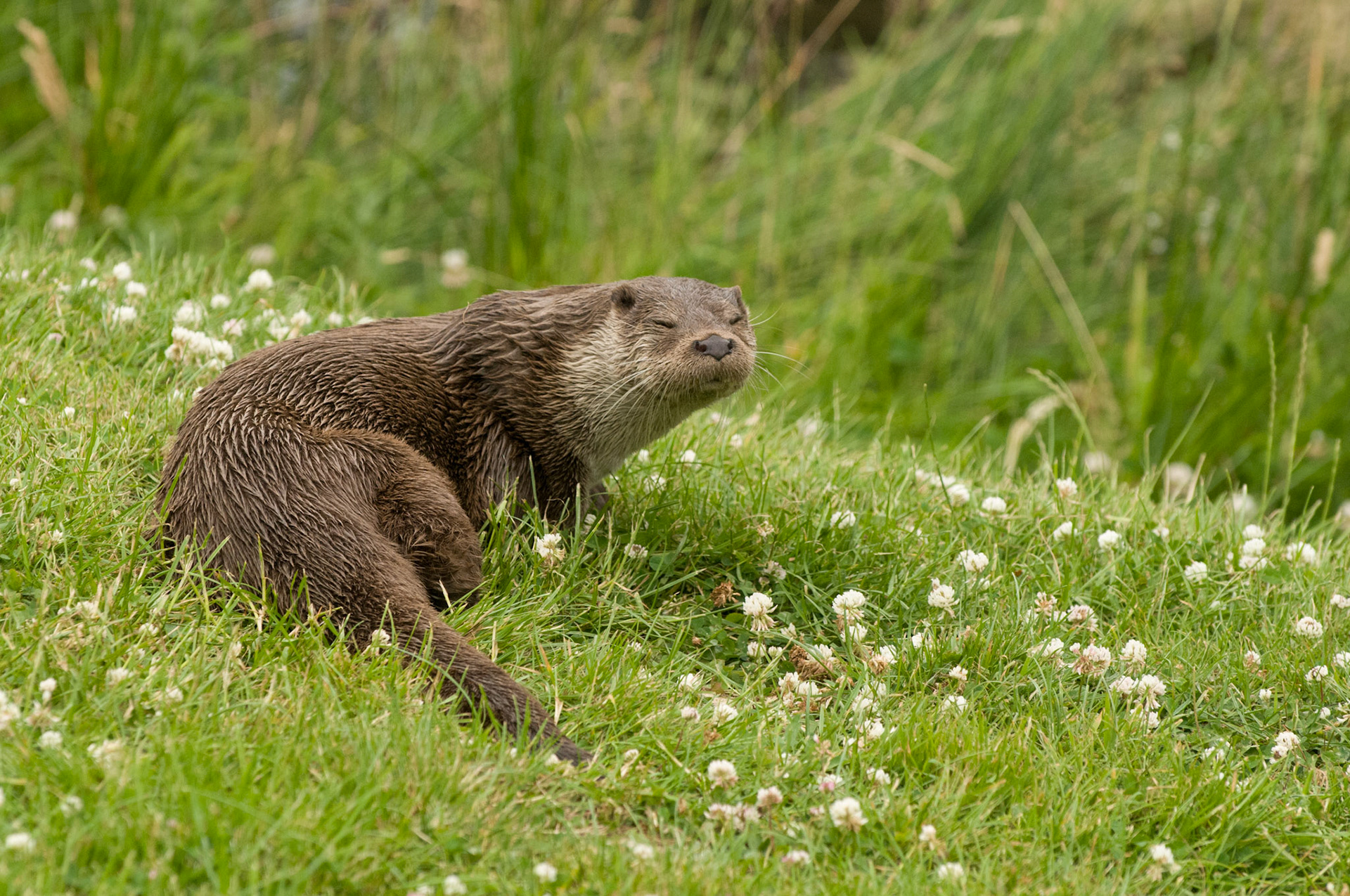 Otter at the British Wildlife Centre