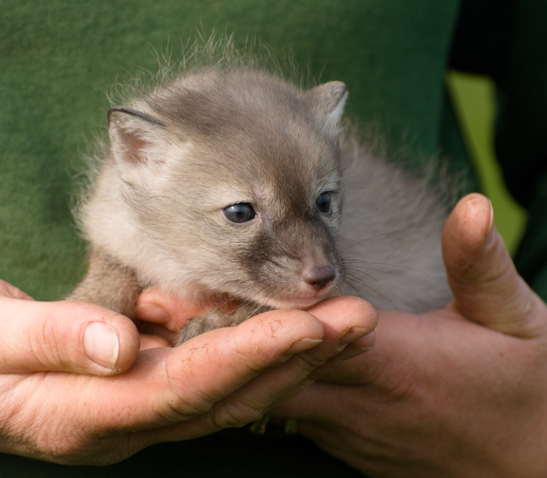 Corsac Fox Cub at Hamerton Zoo