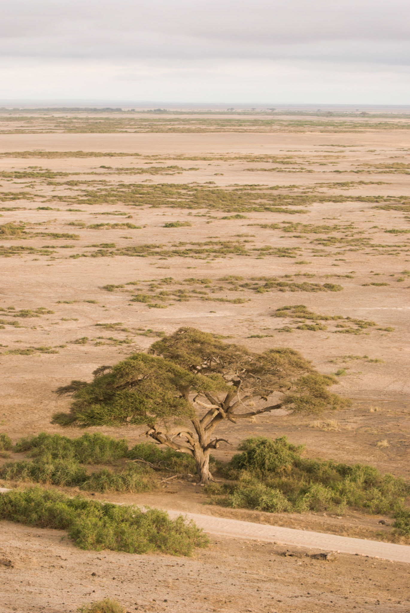 A view in Amboseli National Park