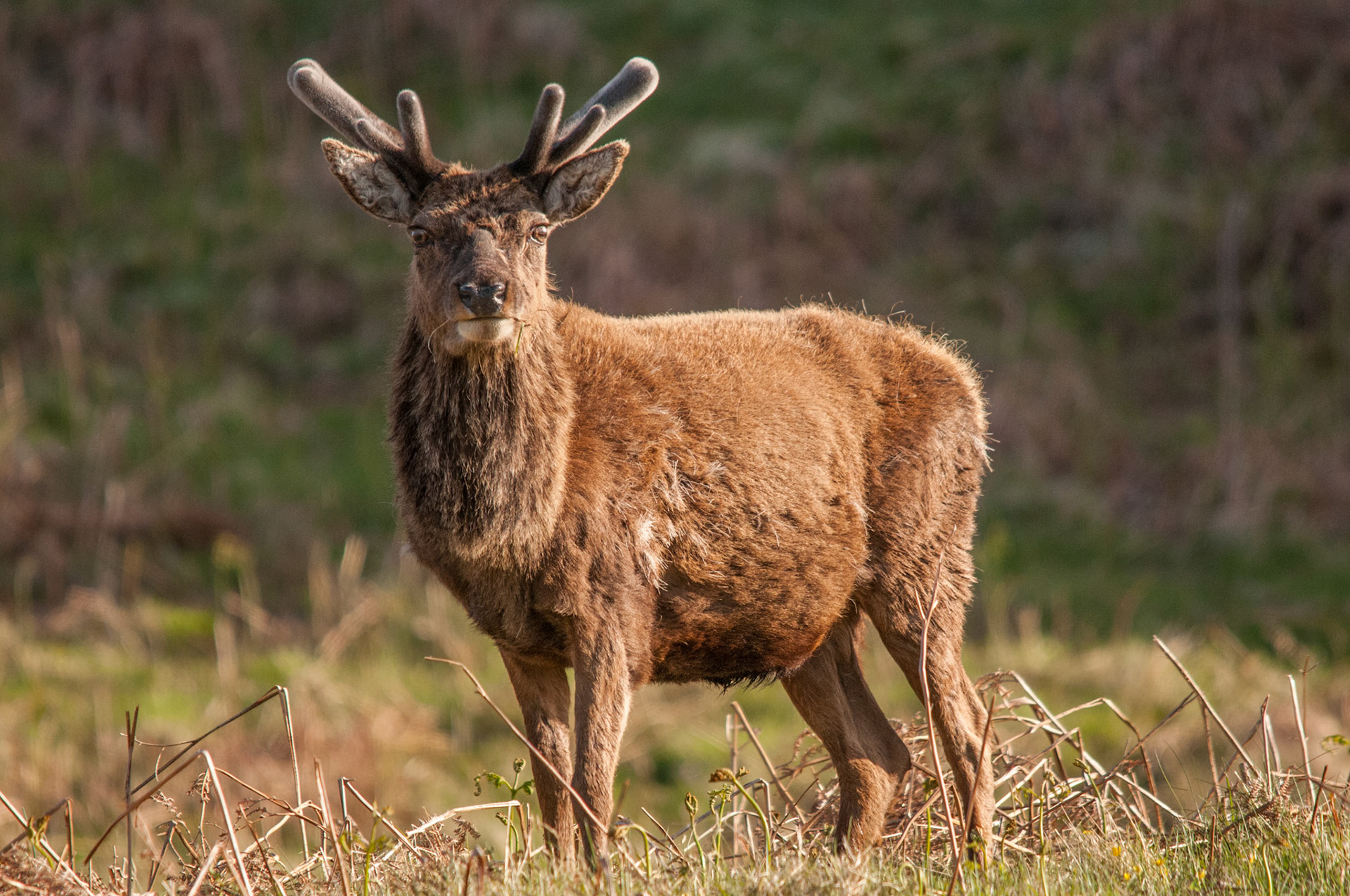 Red Deer