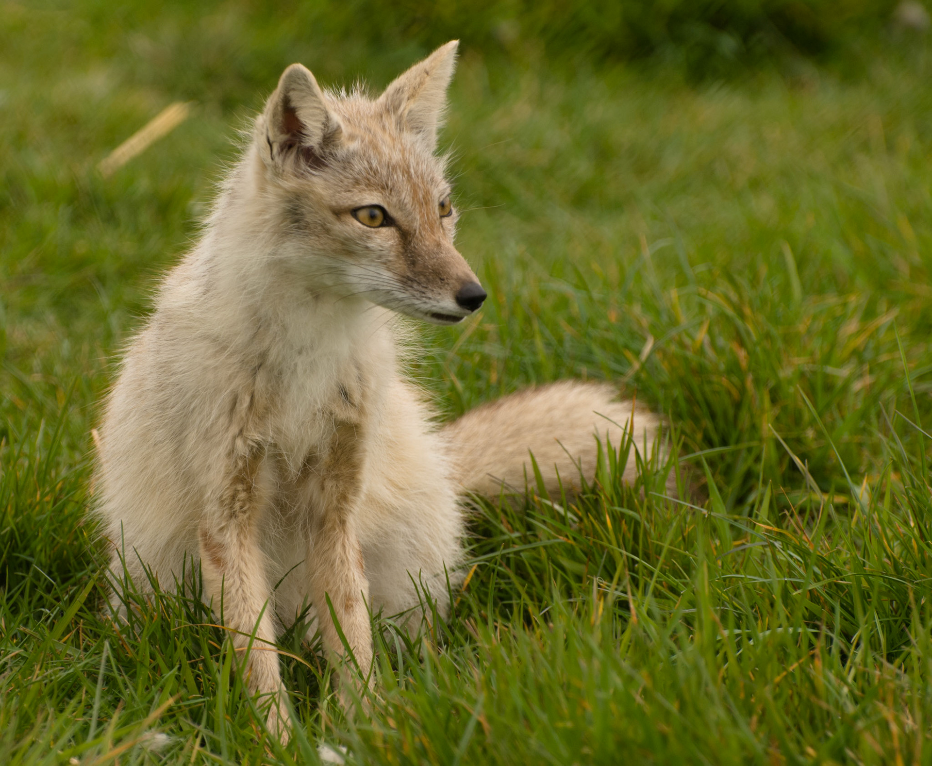 Corsac Fox at Hamerton Zoo