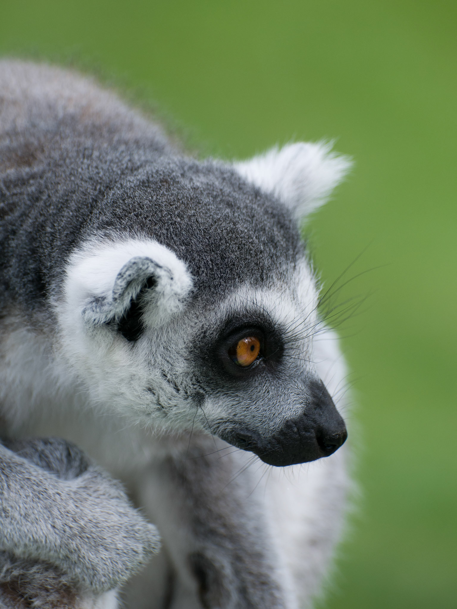 Ring Tailed Lemur at Whipsnade Zoo