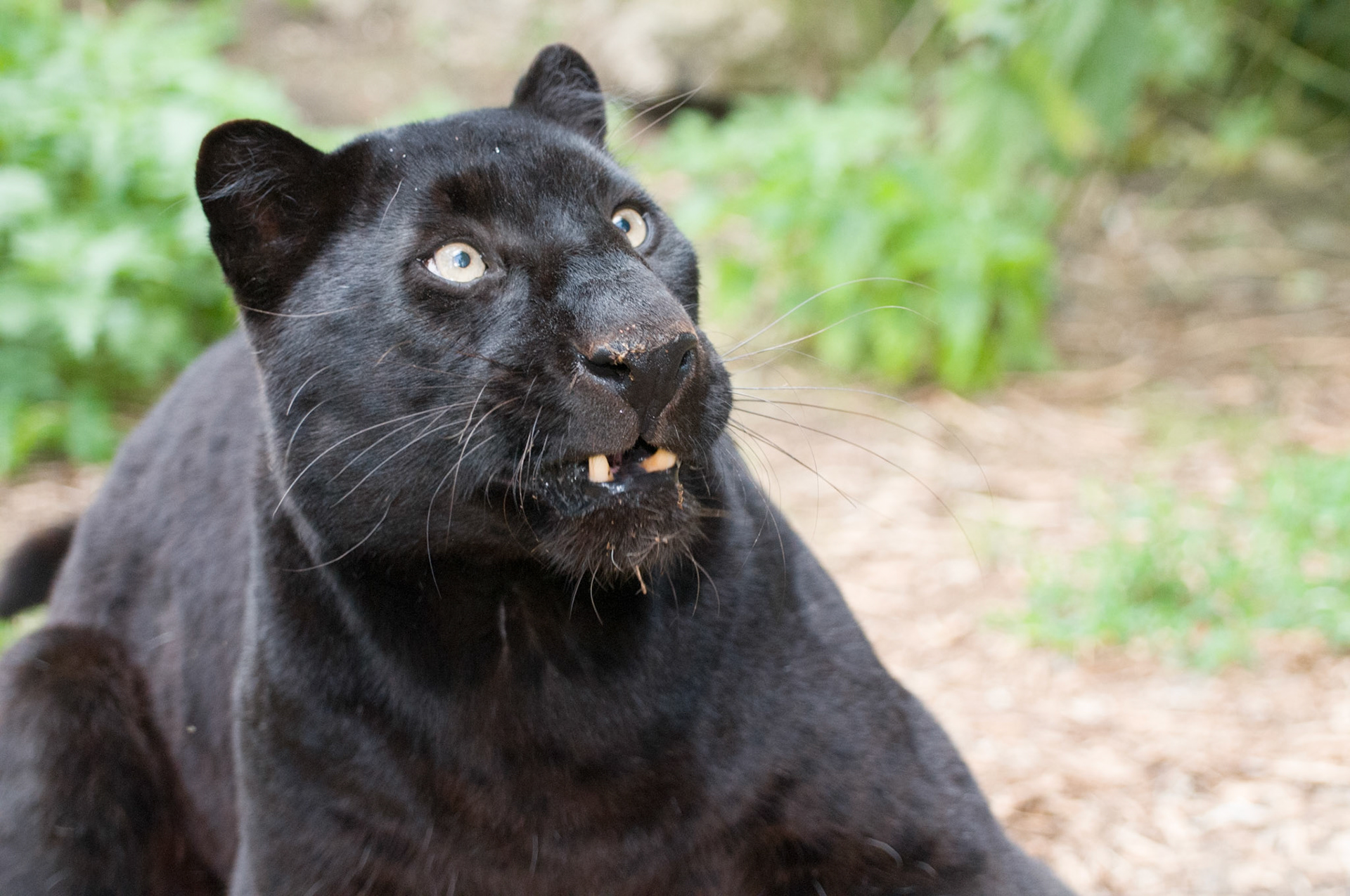 Black Panther at Santago Rare Leopard Project